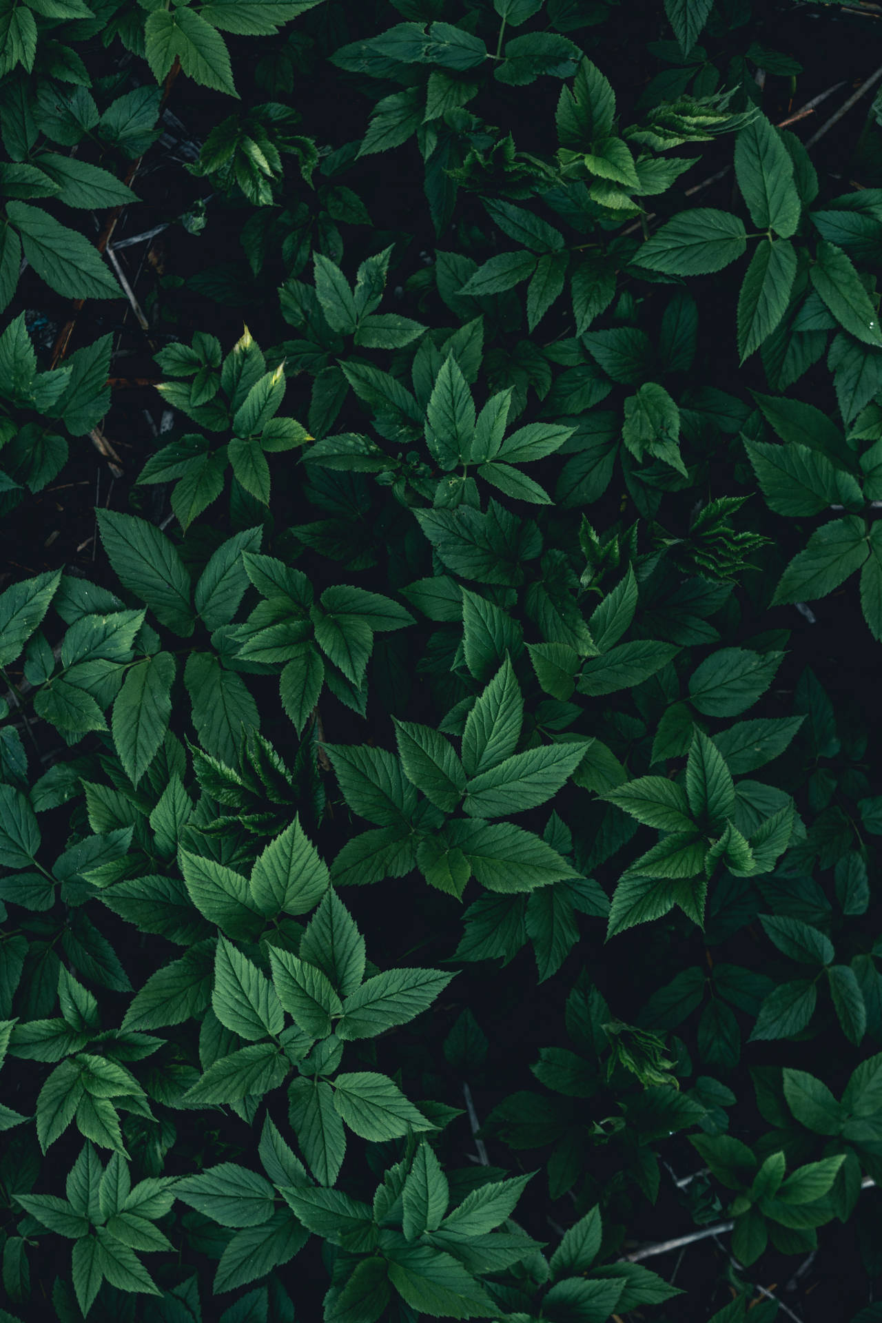 lush plant leaves, green iPhone, overhead view, Full HD Phone Wallpaper