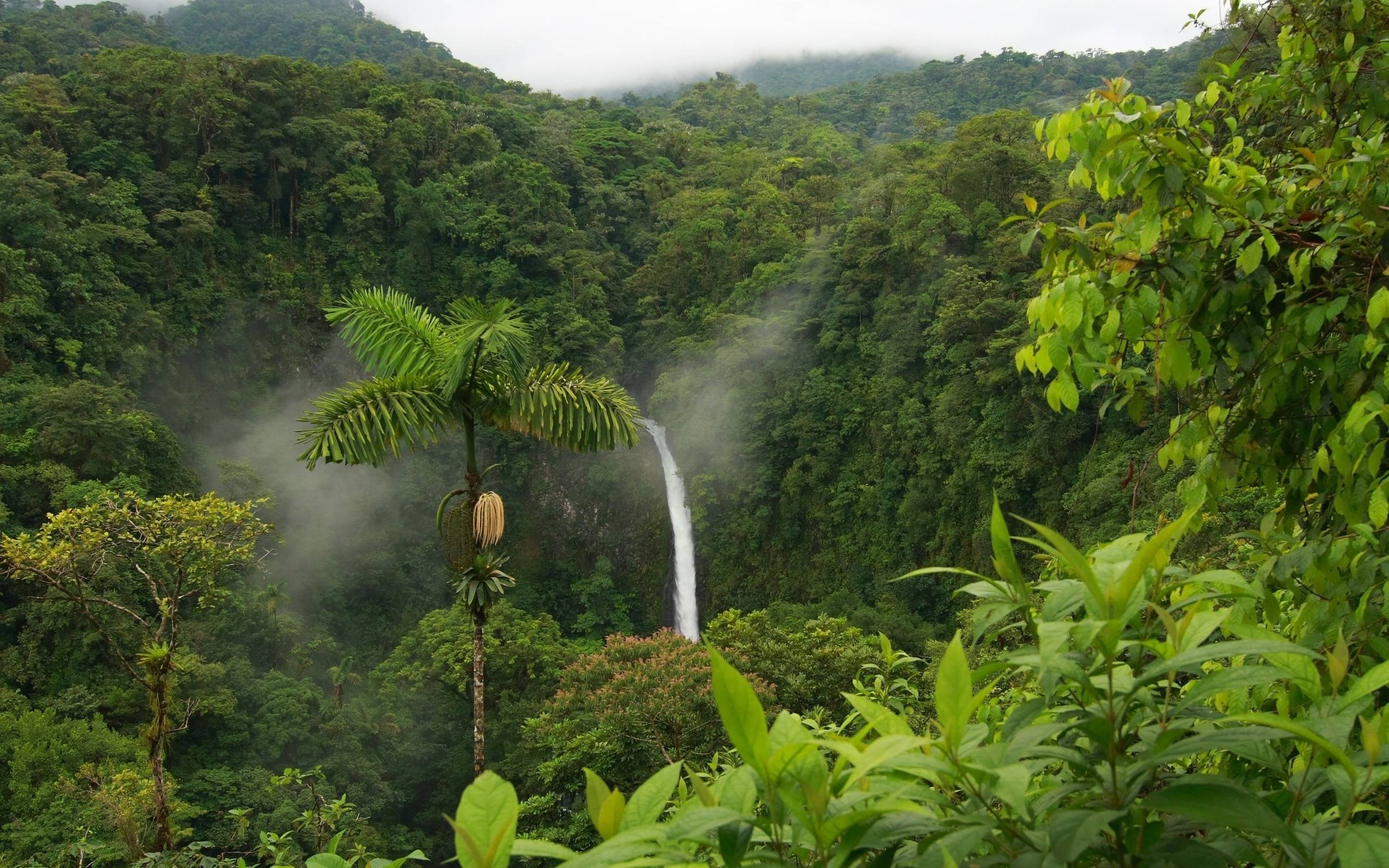 HD Nature Jungle, misty waterfall, lush green rainforest valley, 2K Desktop Wallpaper