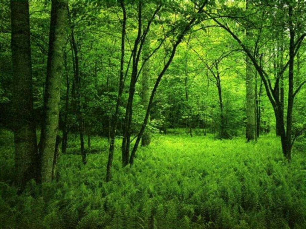 Jungle, sun-dappled forest path, lush green ferns, SD Desktop Wallpaper