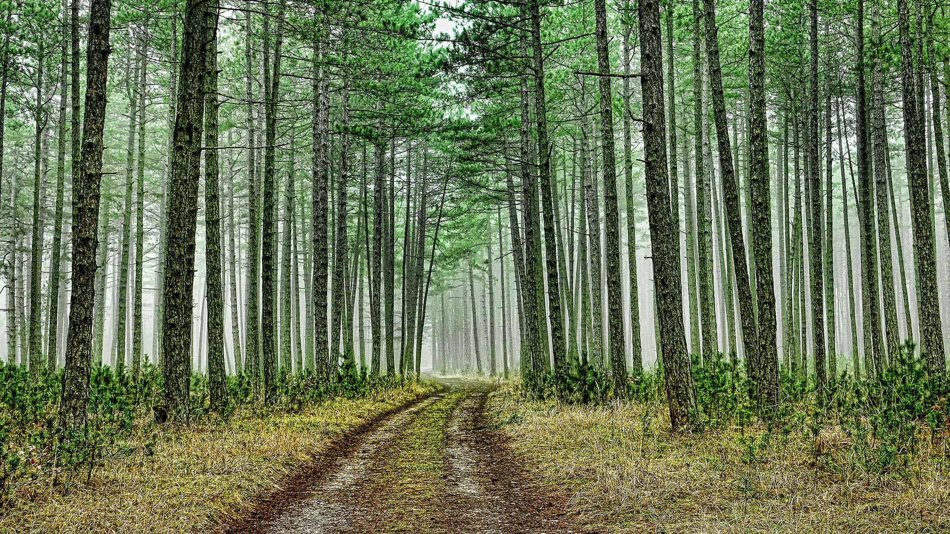 forest green, dirt road, misty forest, Full HD Desktop Wallpaper