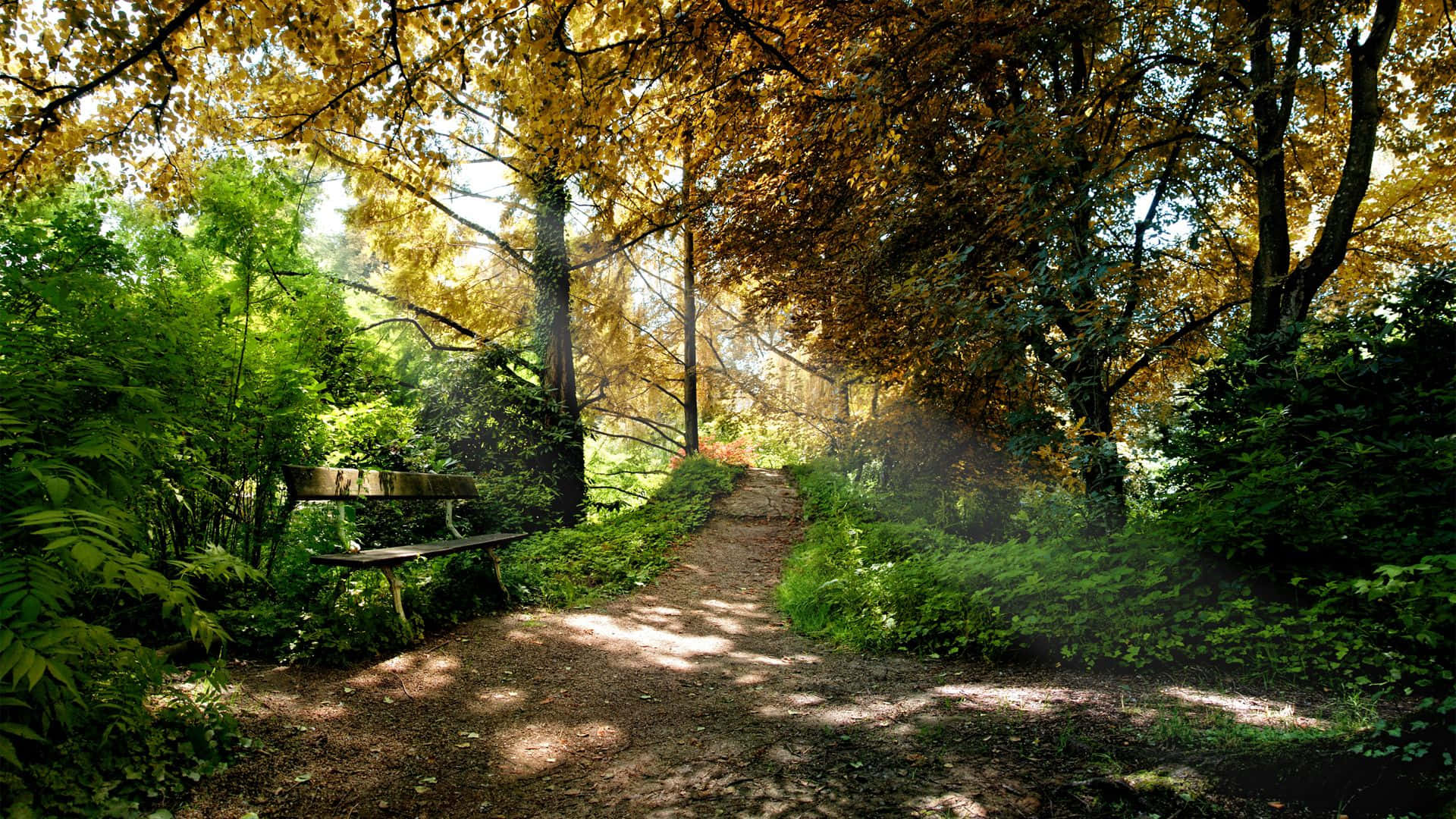 forest green, sunlit forest path, golden autumn trees, Full HD Desktop Wallpaper