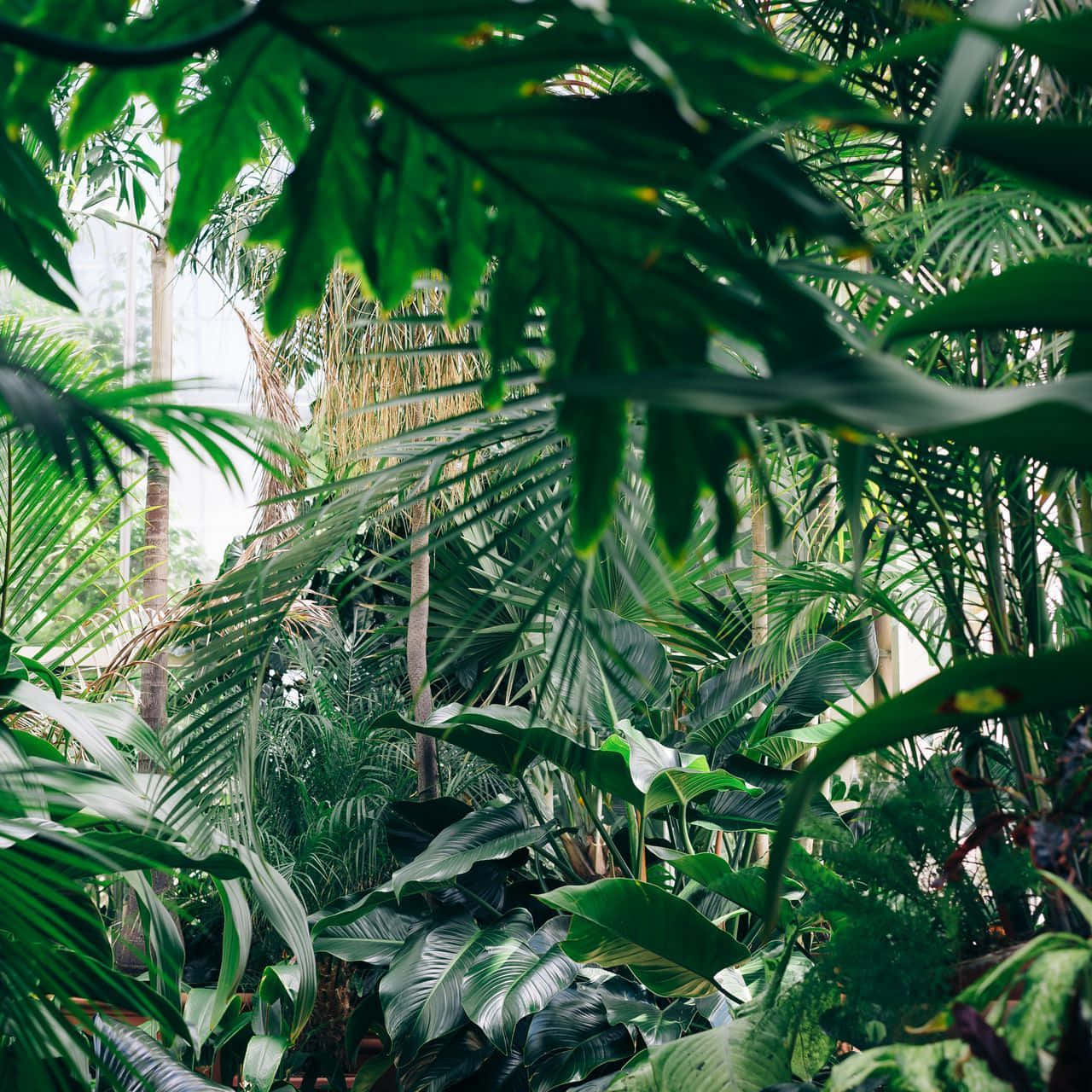 Green Plant Aesthetic, tropical foliage, large green leaves, HD Desktop Wallpaper