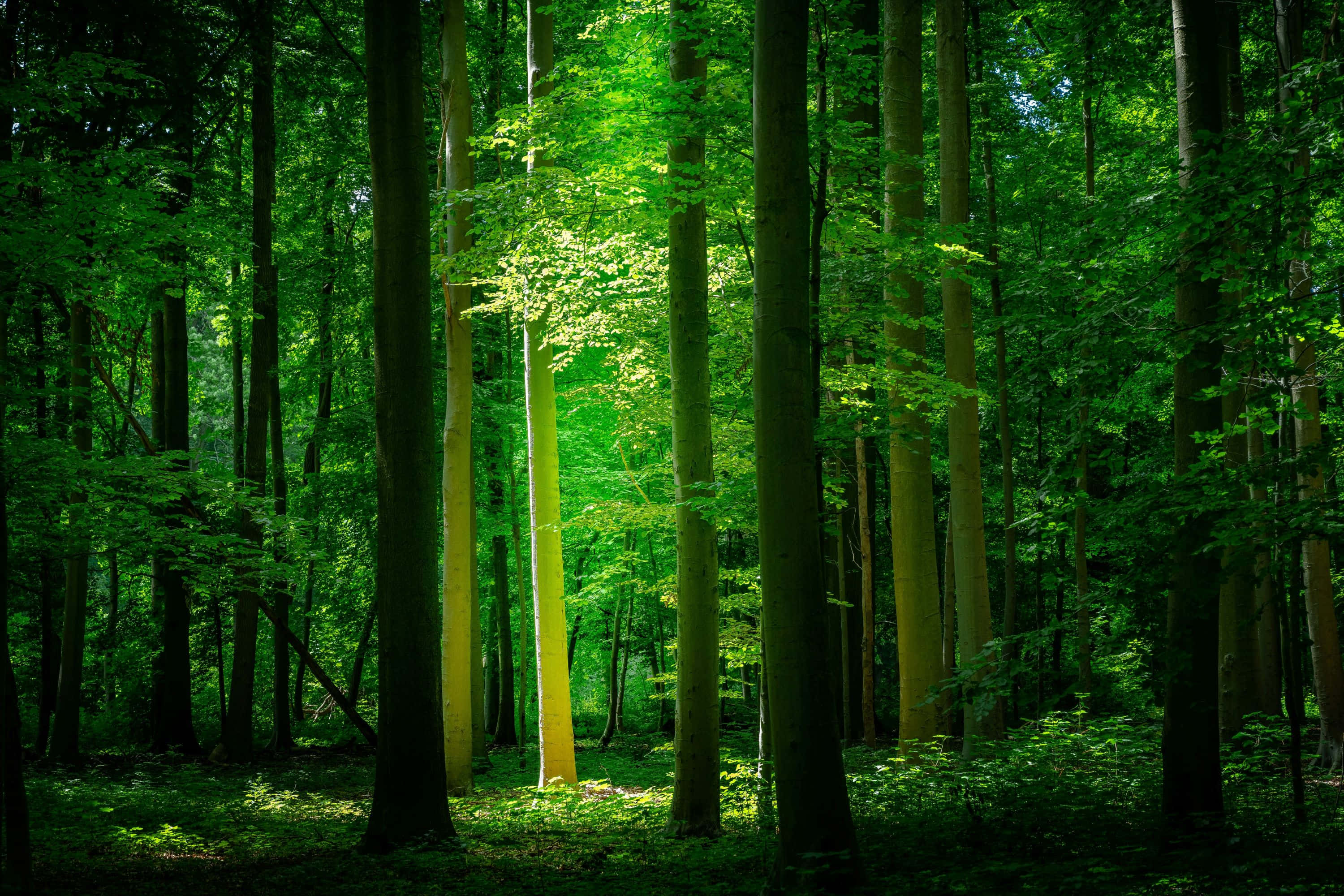 enchanted forest, green aesthetic, dappled light, 2K Desktop Wallpaper