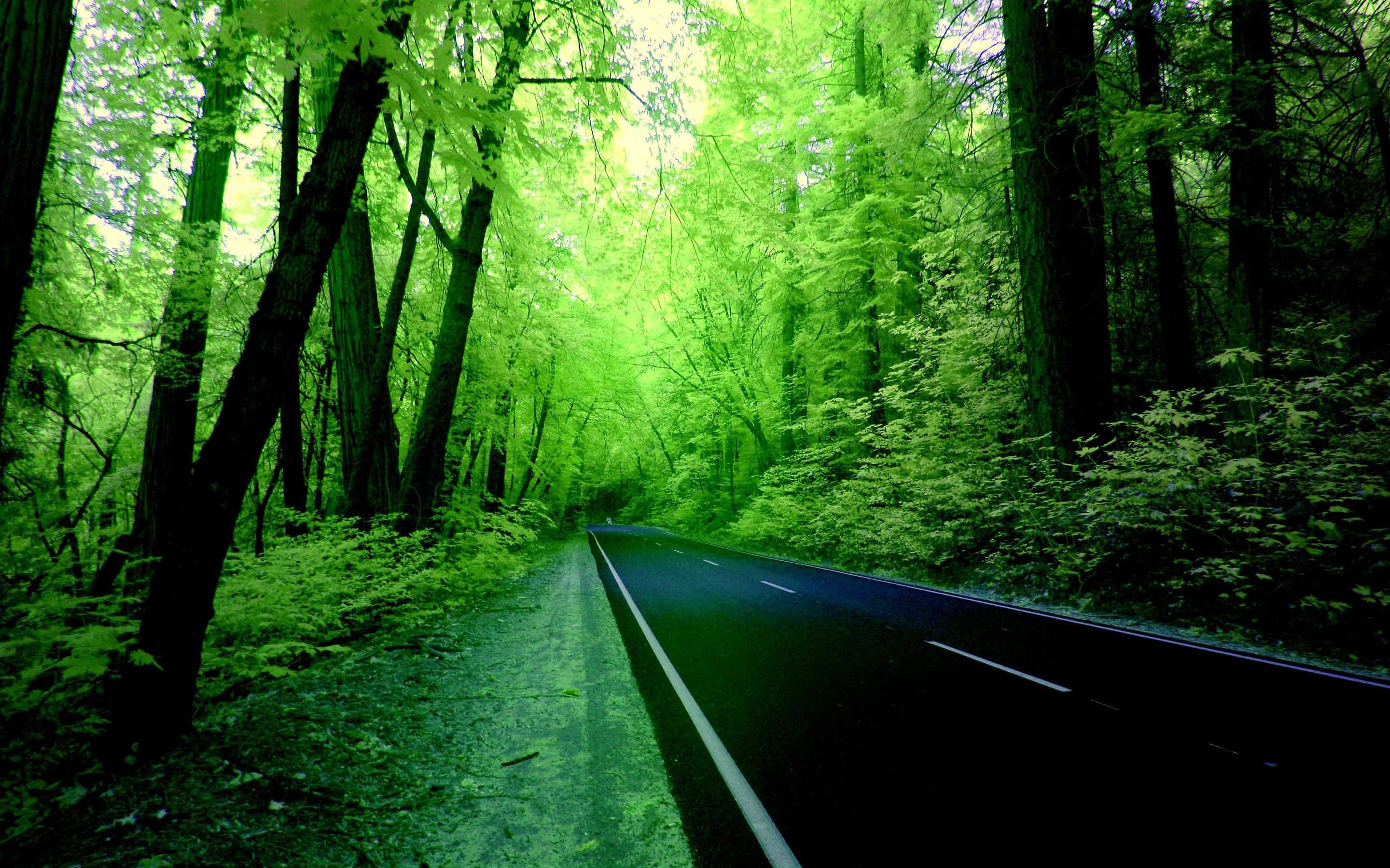 Green Forest, 2880 x 1800, asphalt road, 2K Desktop Wallpaper