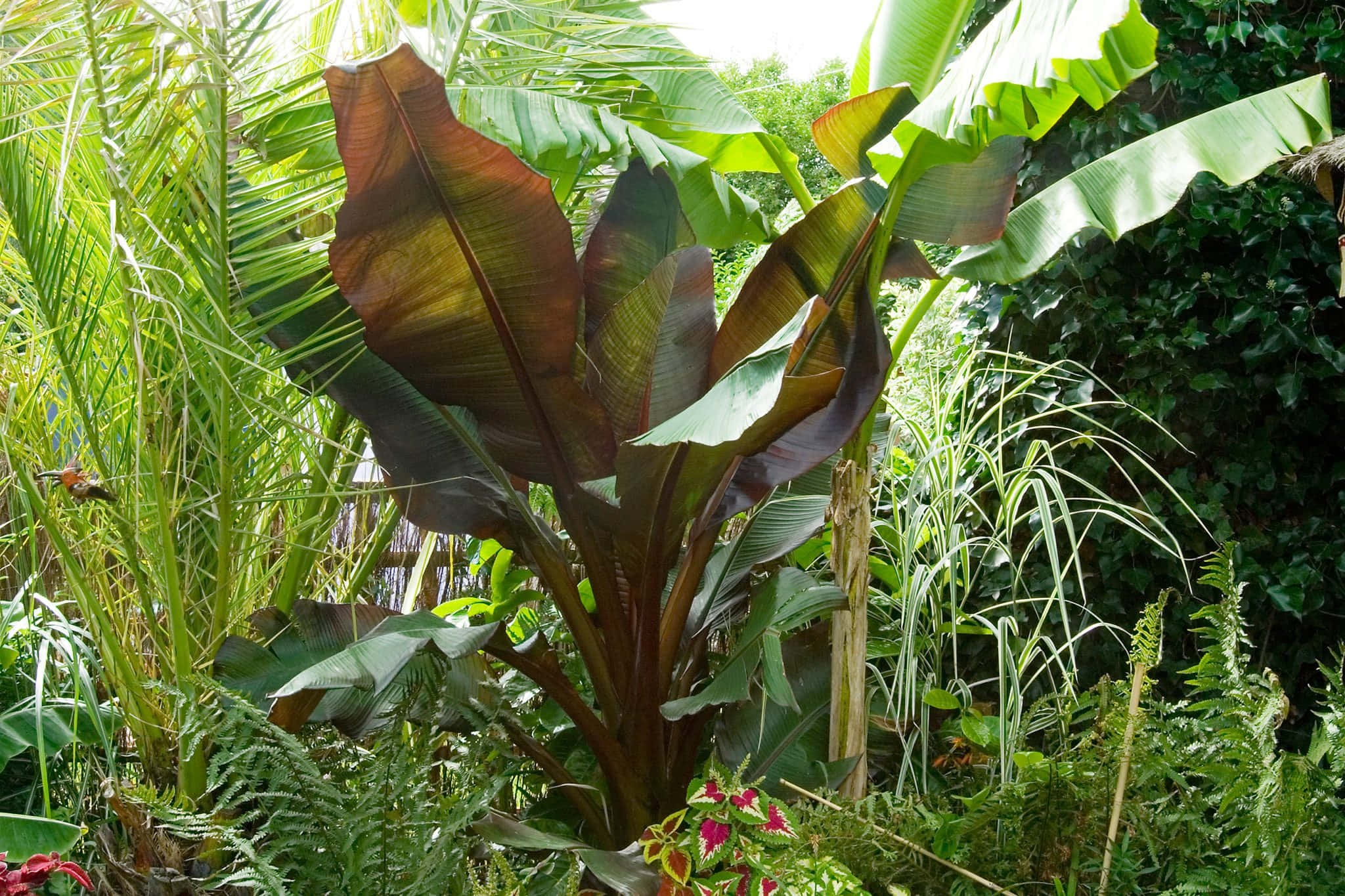 Green Jungle, banana plant, deep burgundy leaves, Full HD Desktop Wallpaper