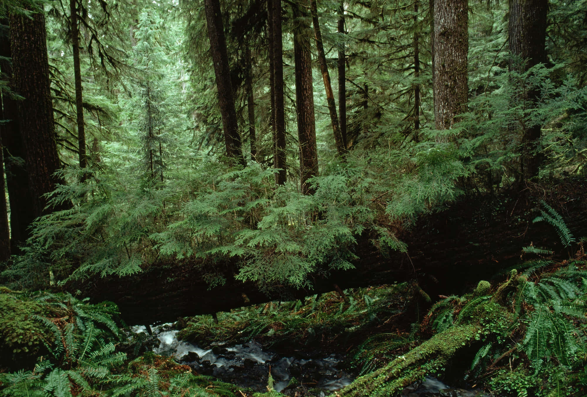 Green Forest, mossy fallen log, rushing stream, Full HD Desktop Wallpaper