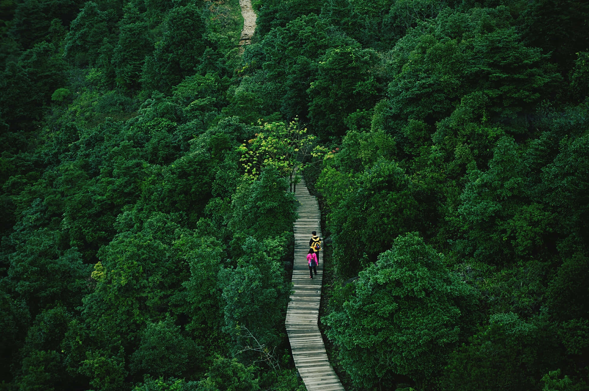 Green Jungle, emerald forest, winding wooden path, Full HD Desktop Wallpaper
