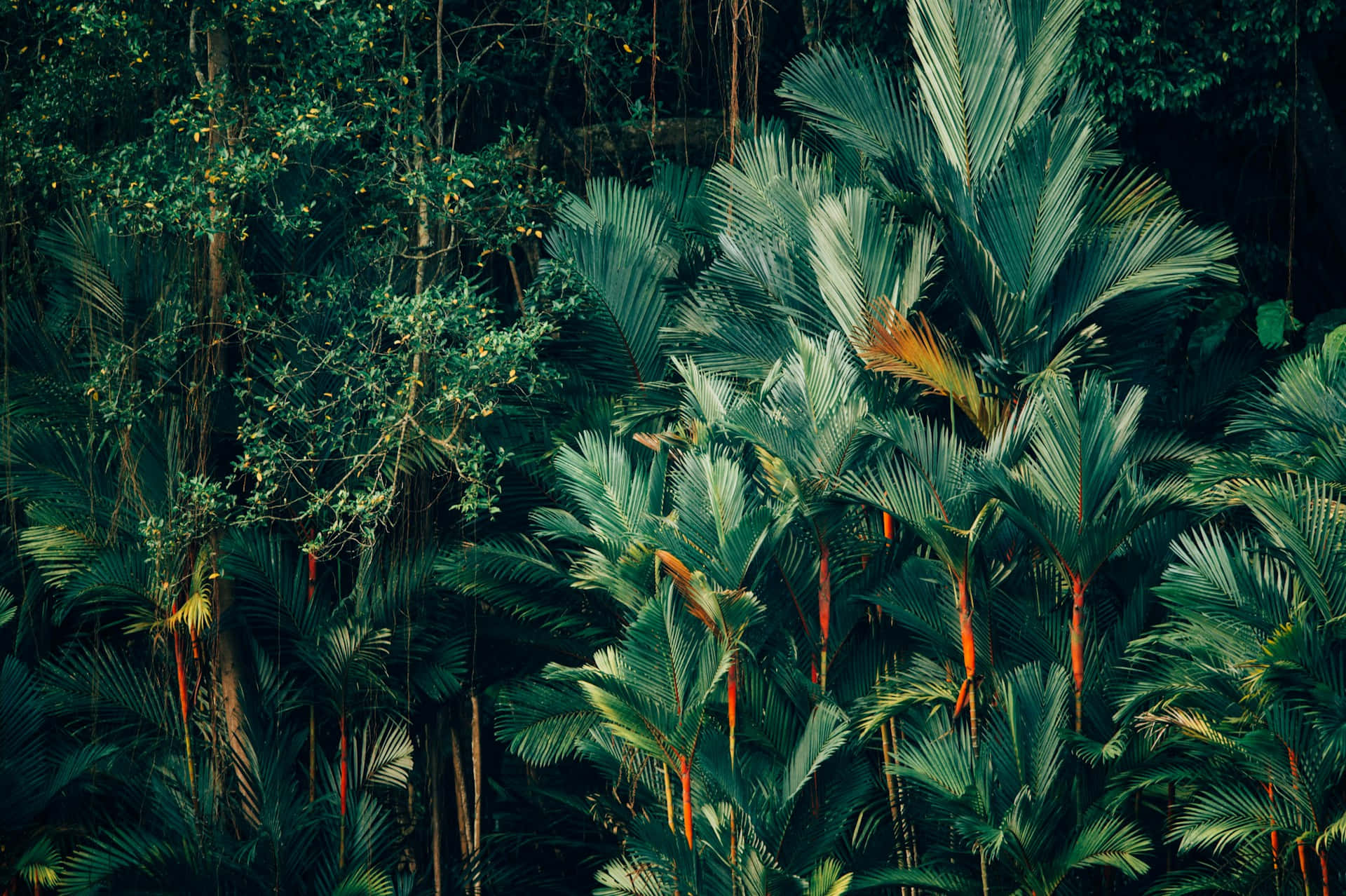 tropical jungle, palm trees, hanging vines, Full HD Desktop Wallpaper