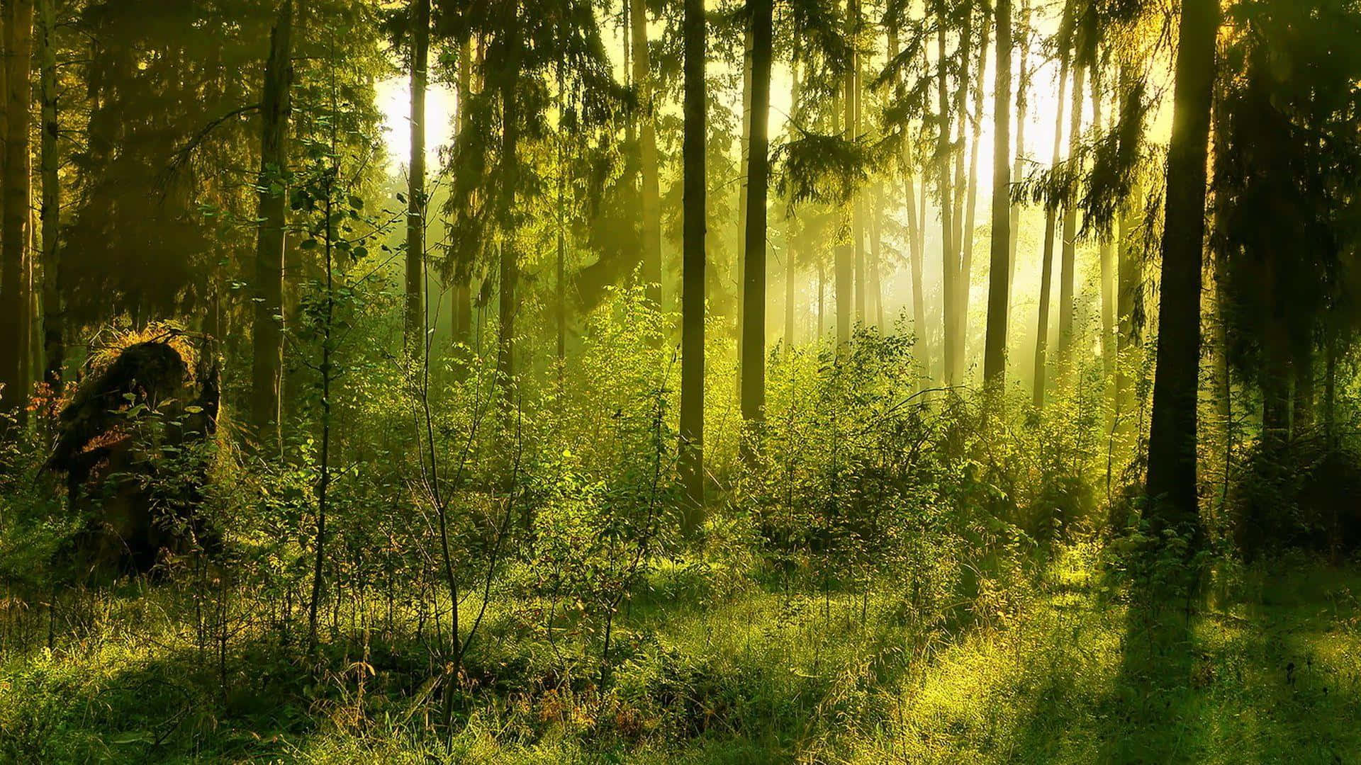 Green Forest, 1920 x 1080, pine trees, Full HD Desktop Wallpaper