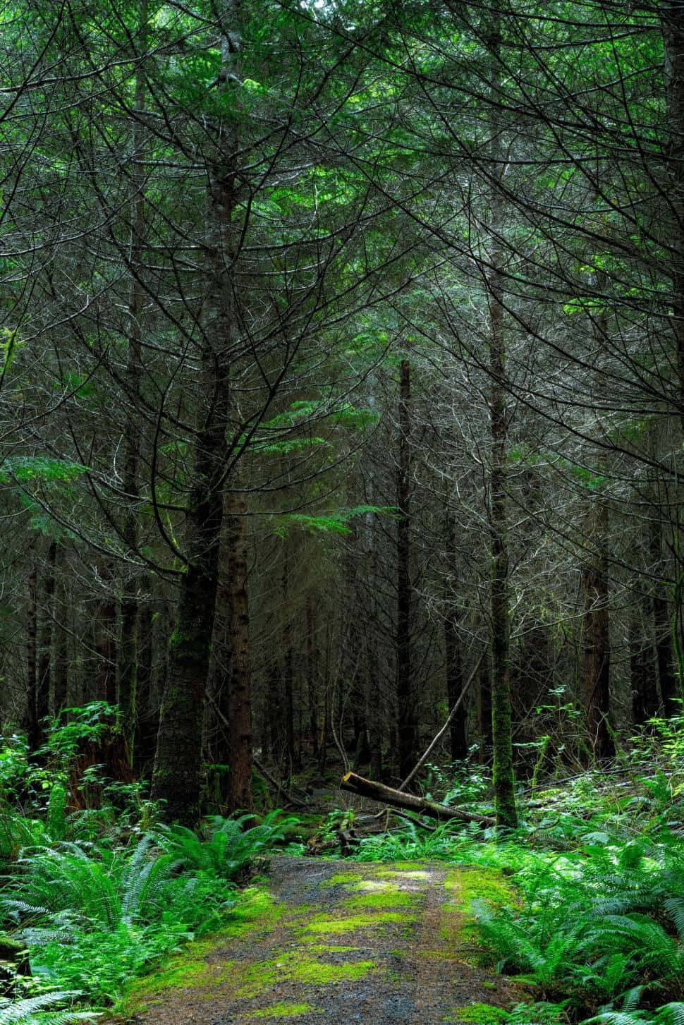 Green Forest Wallpaper, mossy forest path, towering evergreens, HD Phone Wallpaper