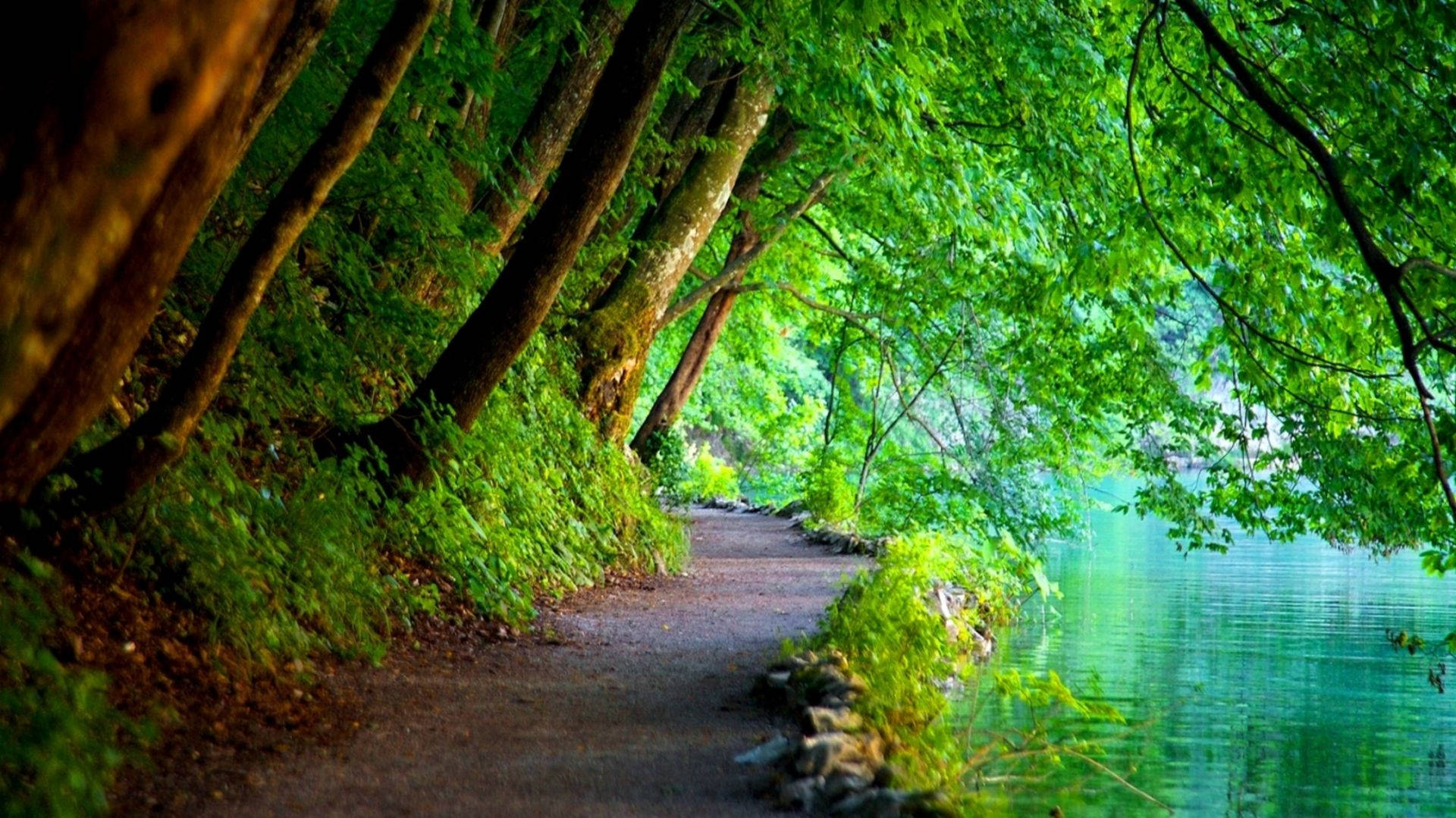 winding forest path, calm turquoise lake, canopy of vibrant green leaves, Full HD Desktop Wallpaper