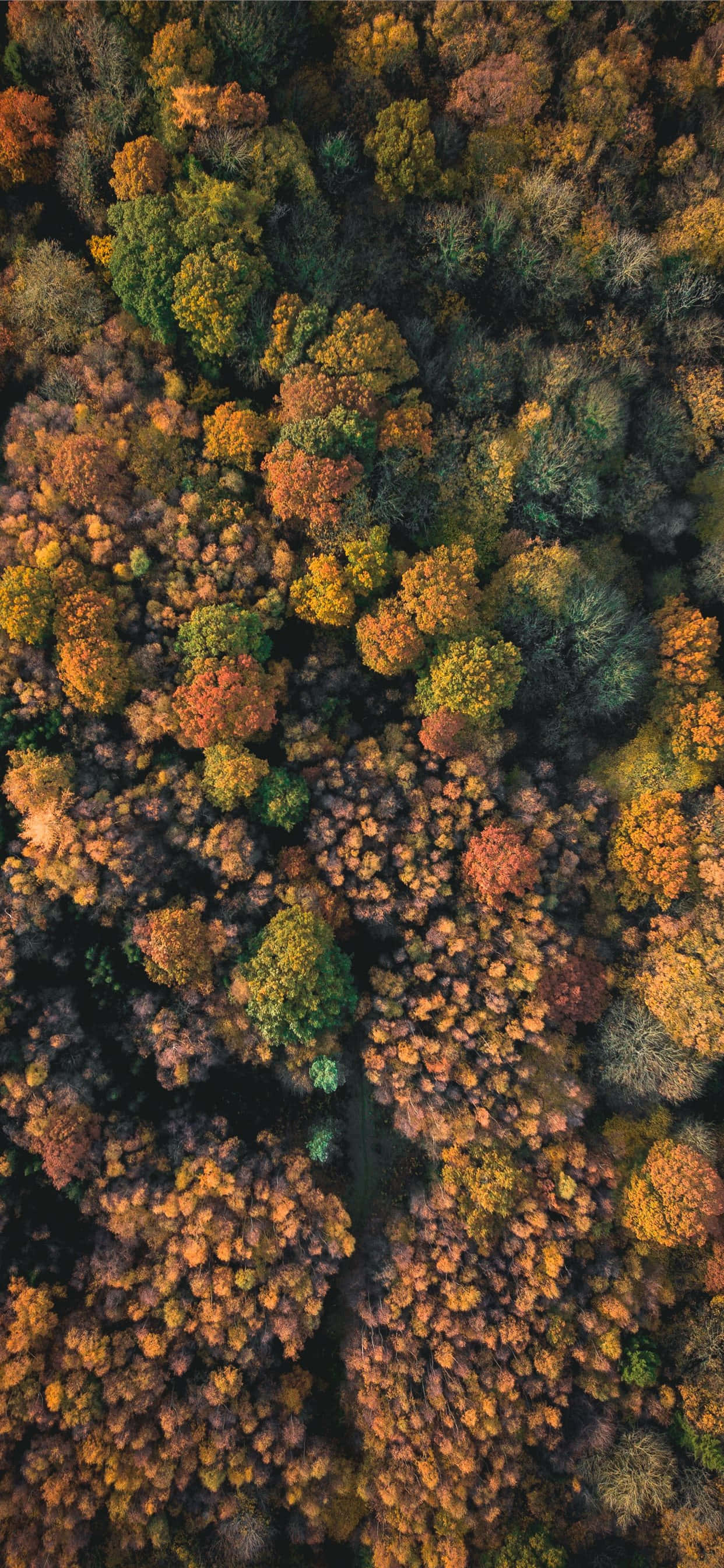 autumn hues, orange gold, green, 2K Phone Wallpaper