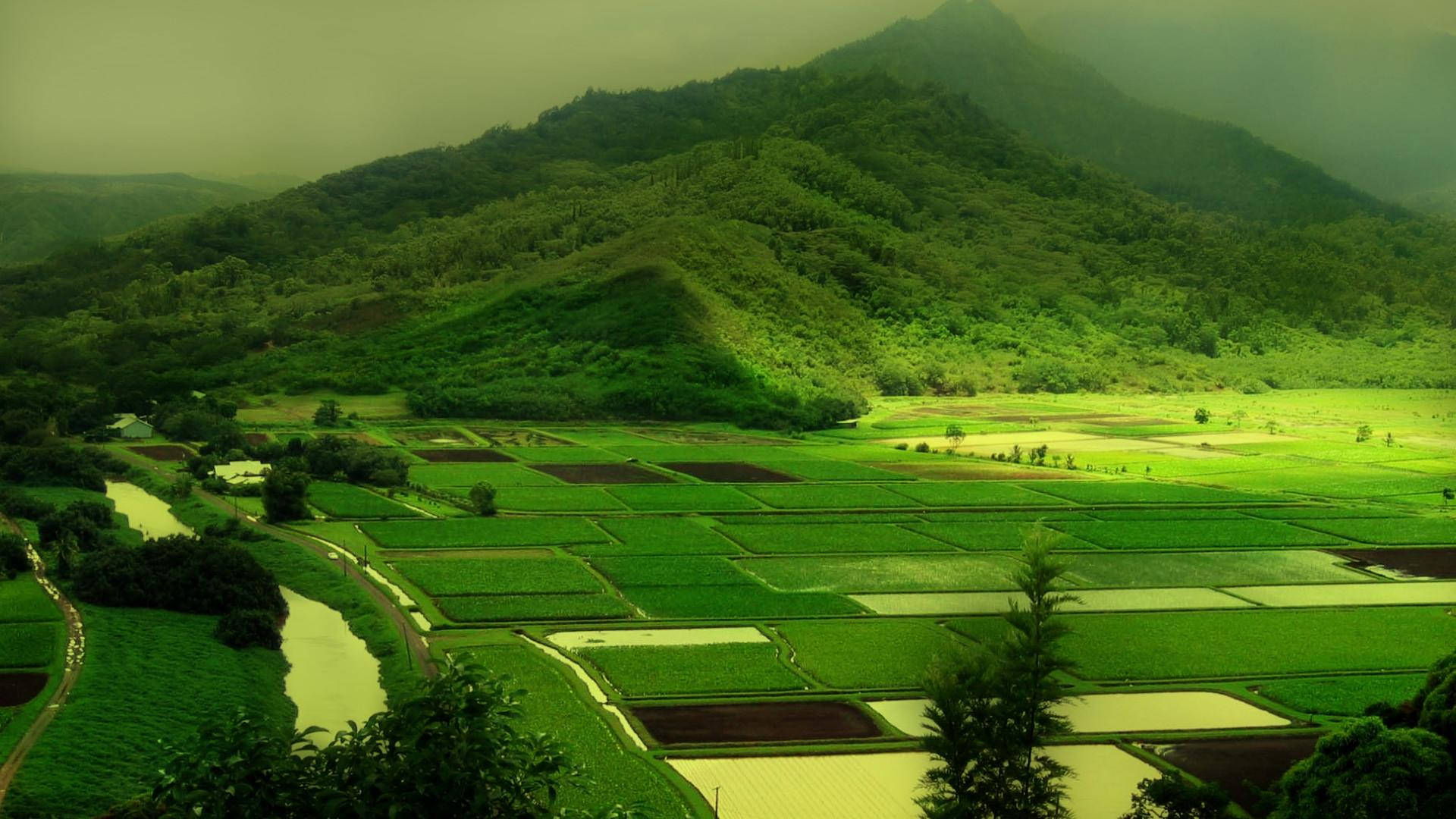 Green Nature Landscape, vast green rice paddies, misty mountains, Full HD Desktop Wallpaper