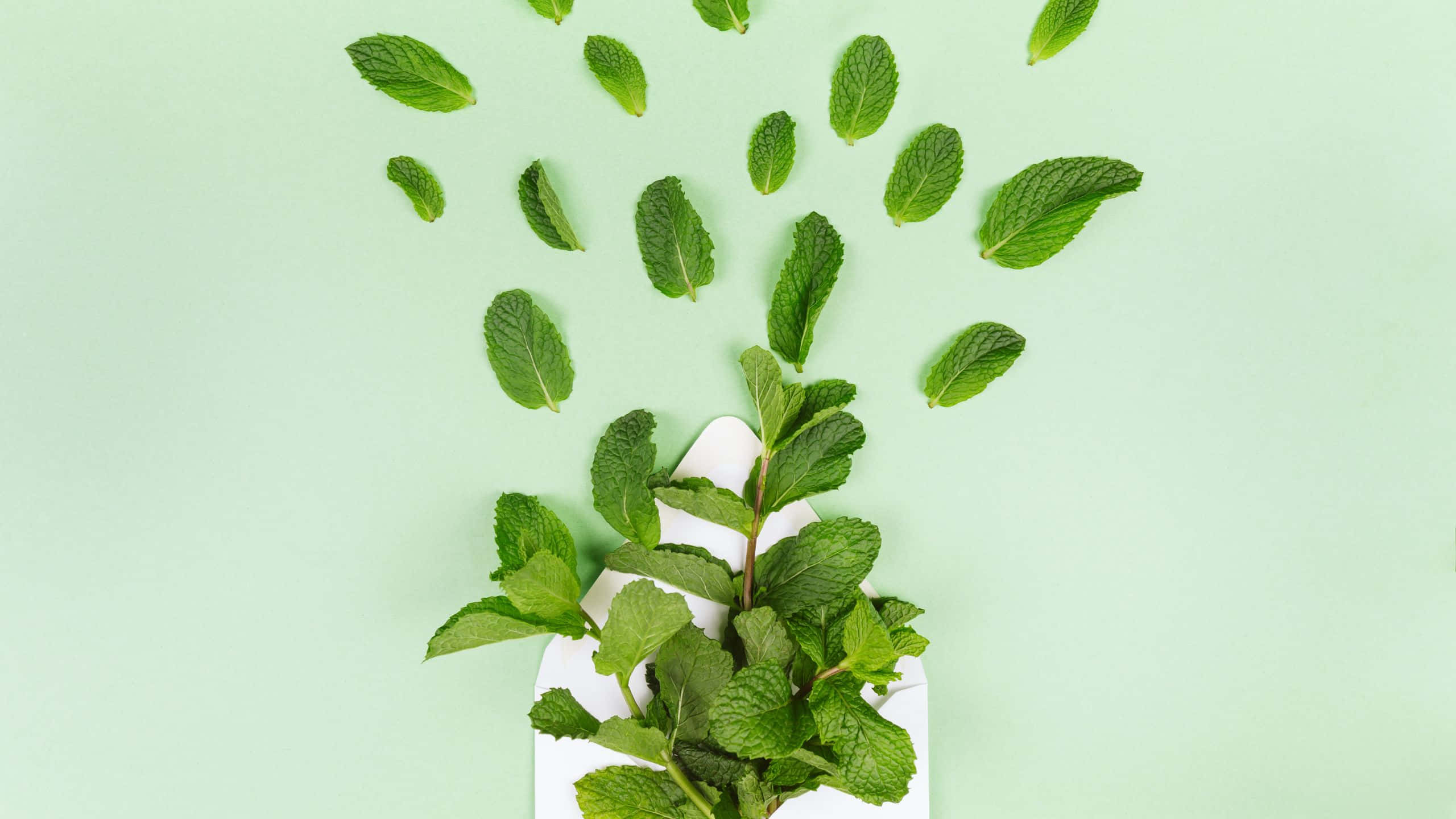 solid green, fresh mint leaves, white envelope, 2K Desktop Wallpaper