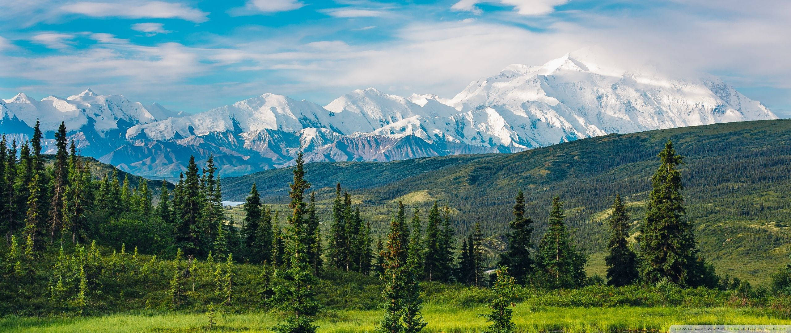 lush green valley, tall evergreen trees, snow-capped mountains, 2K Desktop Wallpaper