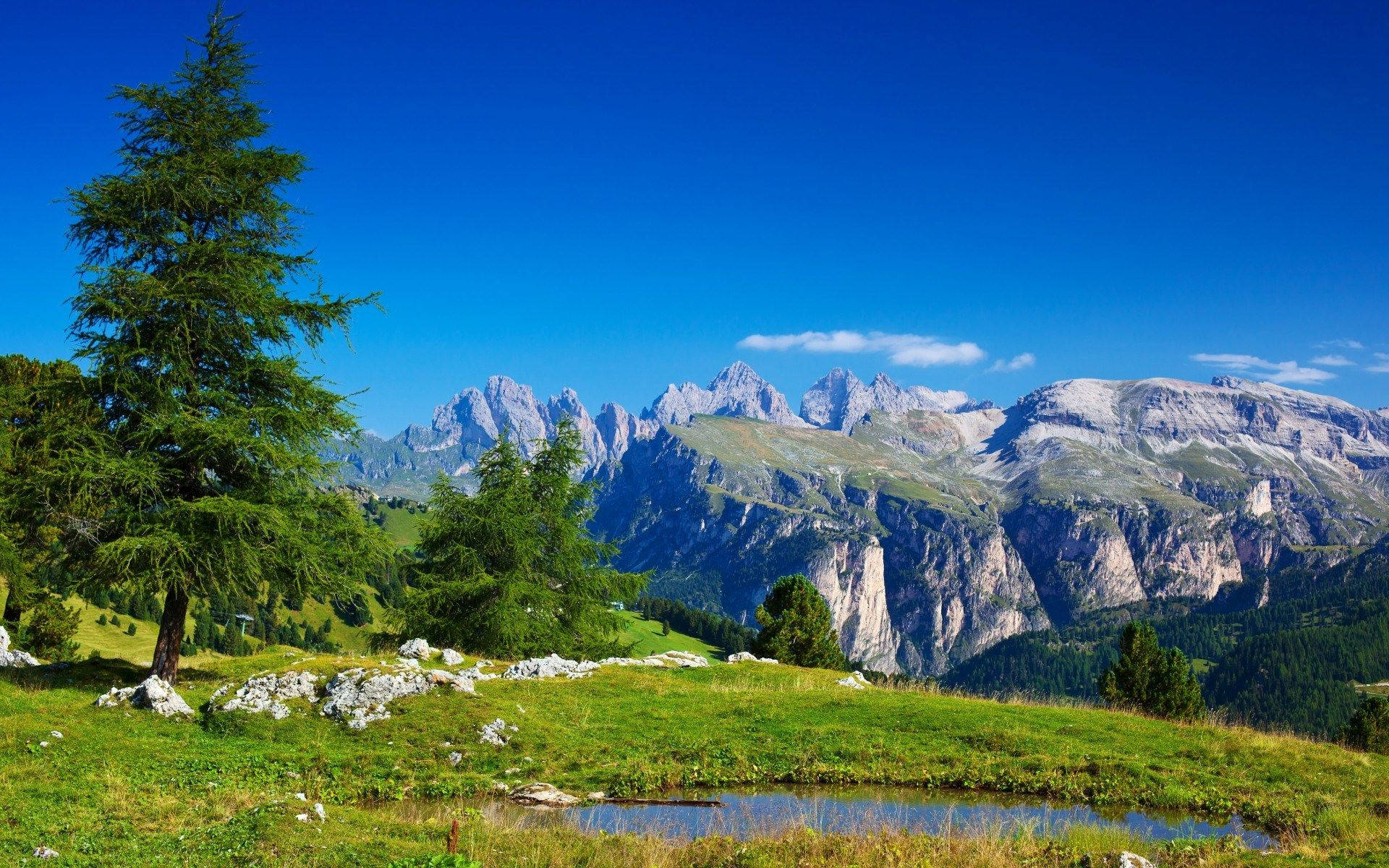 scenic green plateau, alpine meadow, lone pine tree, Full HD Desktop Wallpaper