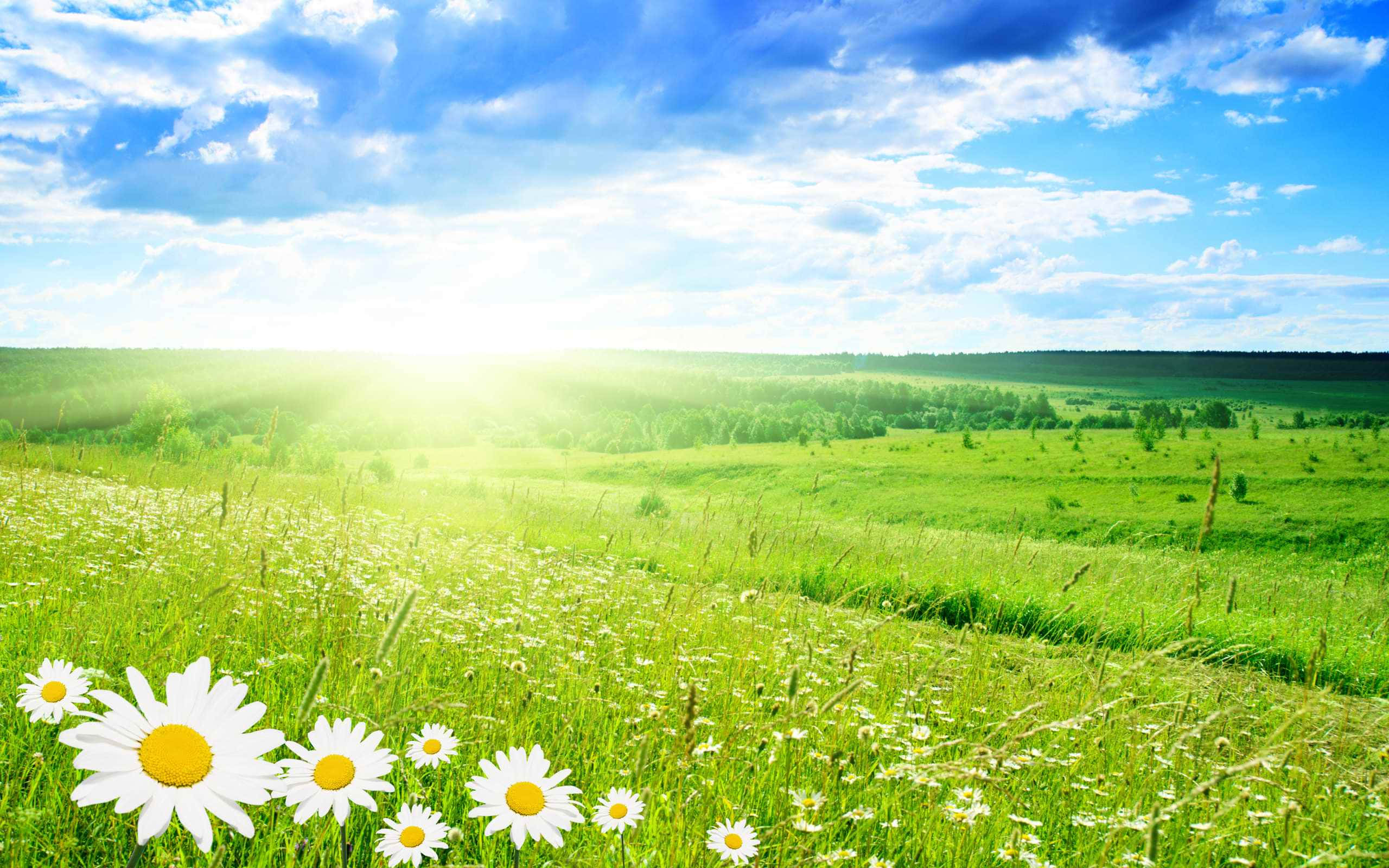 green landscape, vibrant green meadow, white daisies, 2K Desktop Wallpaper