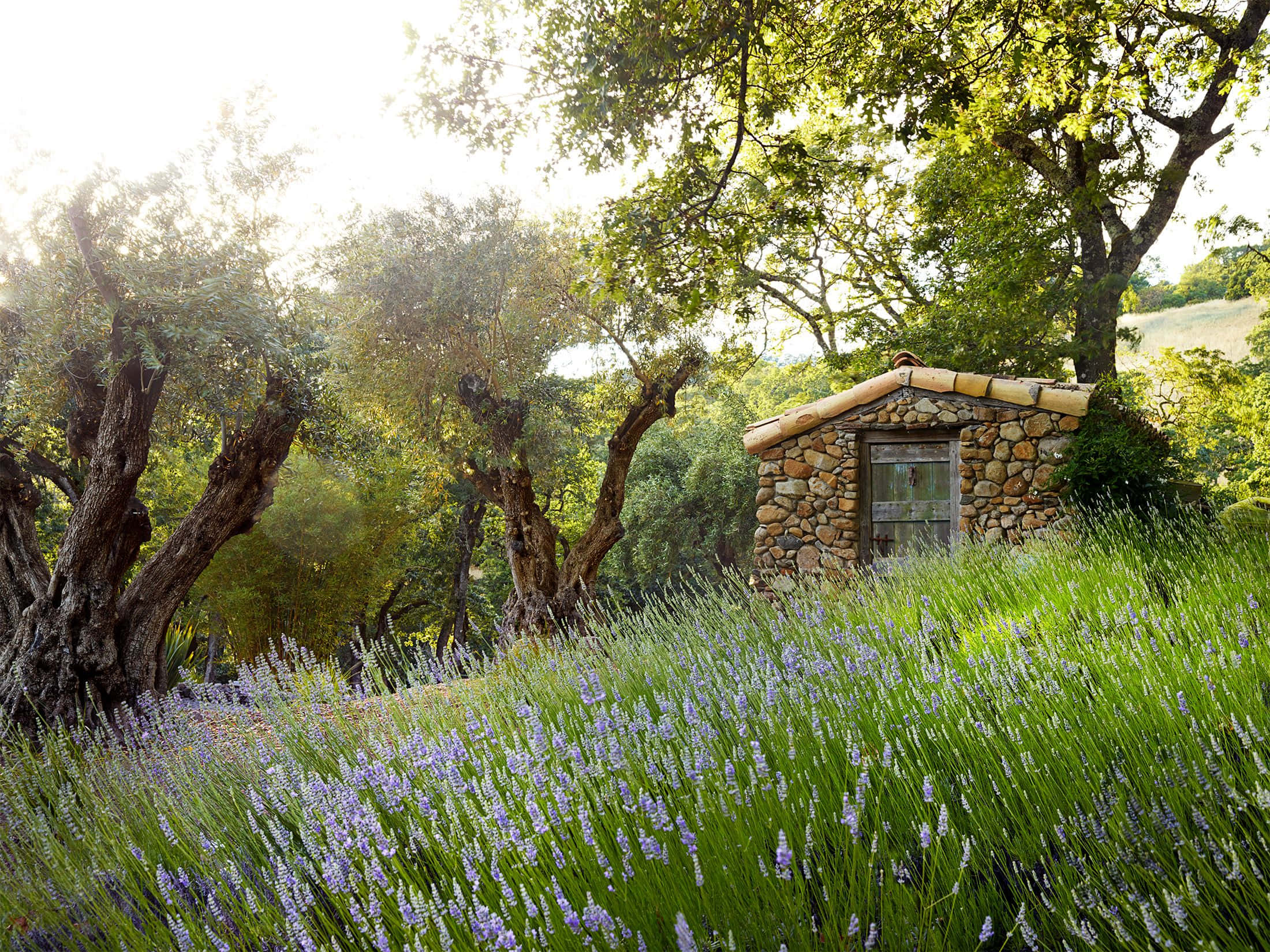 rustic stone cottage, ancient olive trees, field of blooming lavender, Full HD Desktop Wallpaper