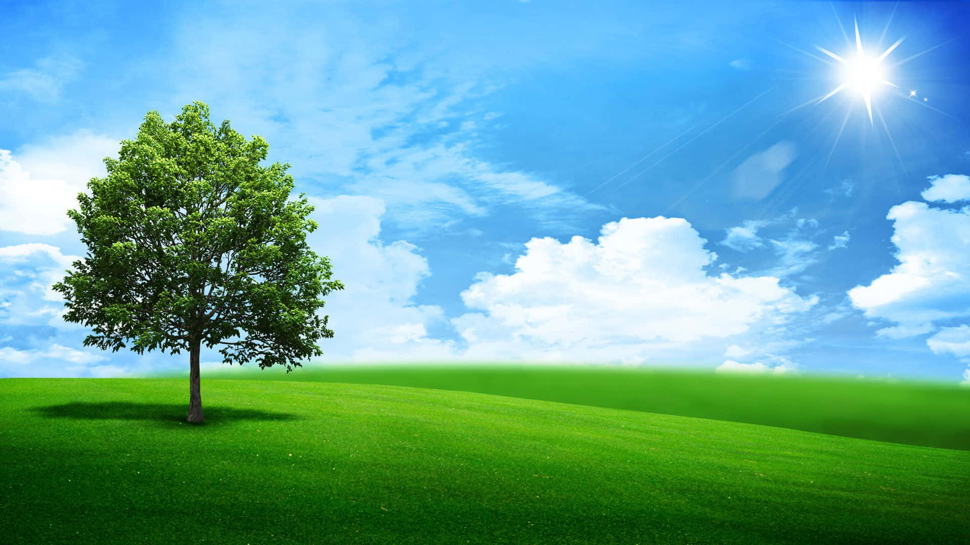 vibrant green hill, lone leafy tree, bright blue sky, Full HD Desktop Wallpaper