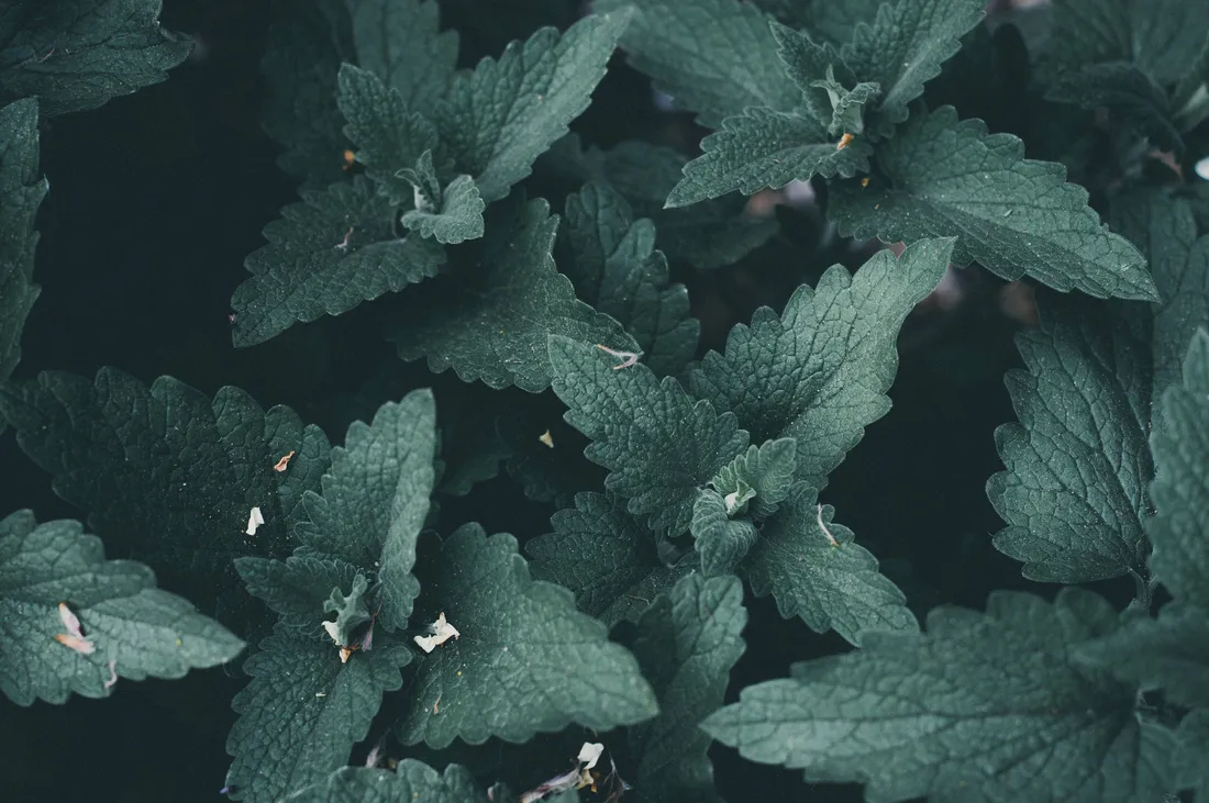 Green Leaves