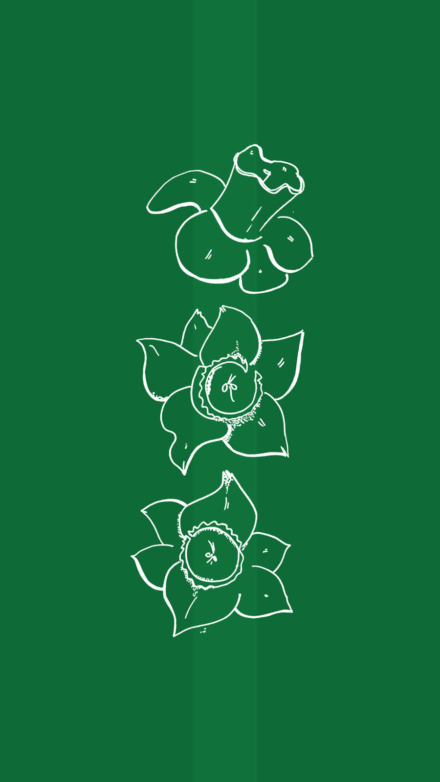 daffodil flowers, white outlined, solid dark green background, HD Phone Wallpaper