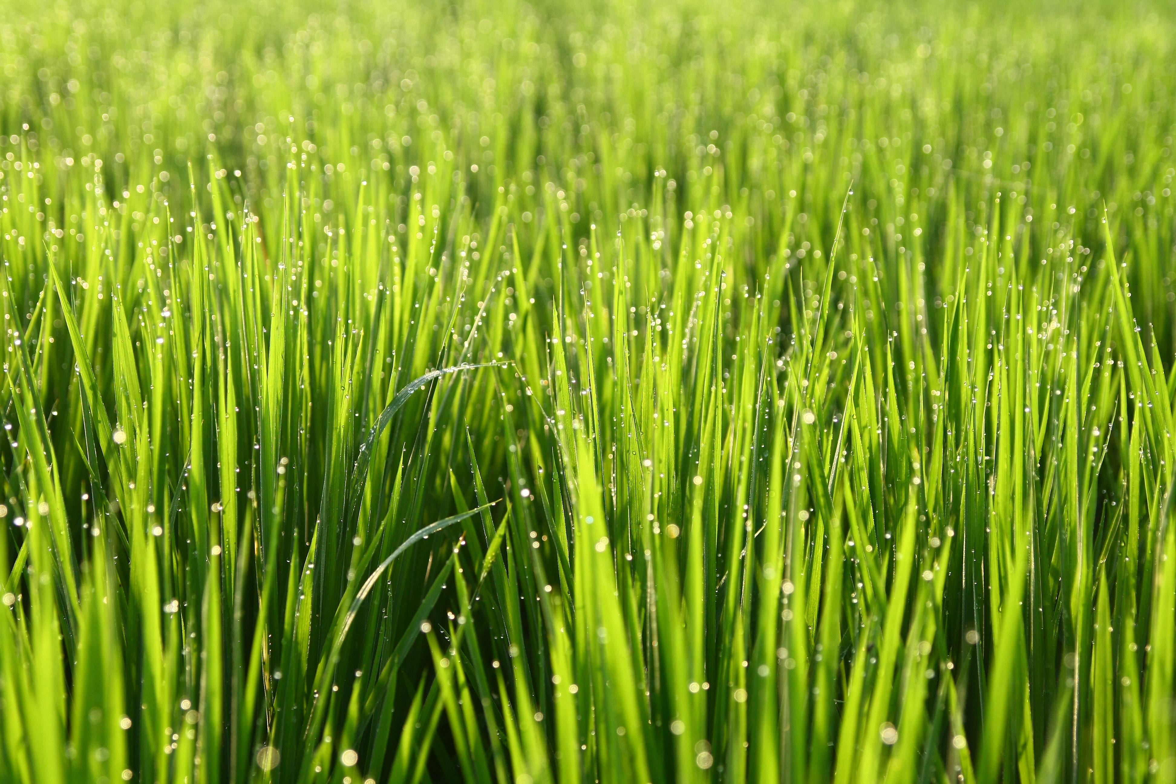 vibrant green grass, dew-covered blades, sunlight glimmers, 4K Desktop Wallpaper