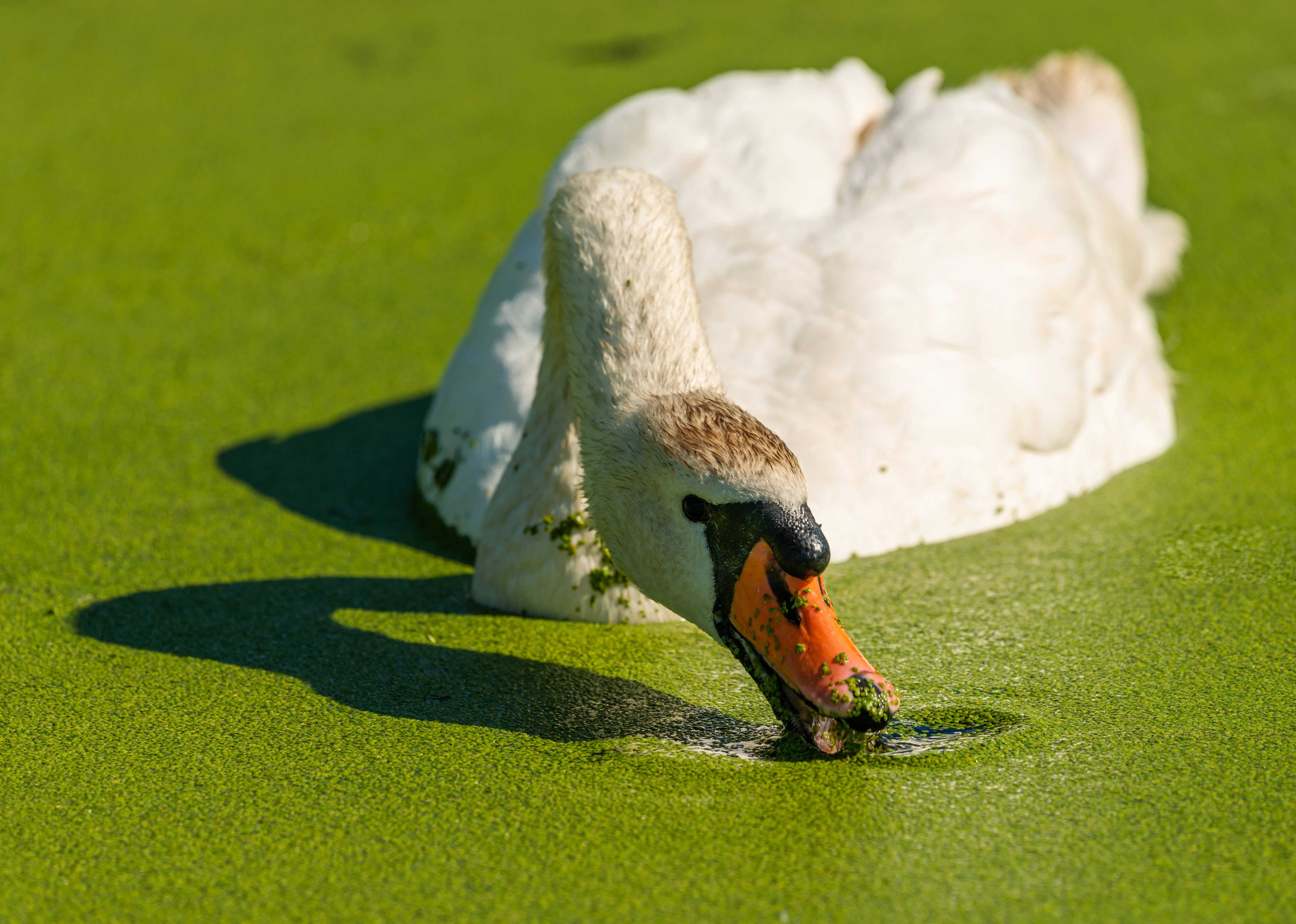 Green Lake, green minimalist style, white swan, 5K Desktop Wallpaper