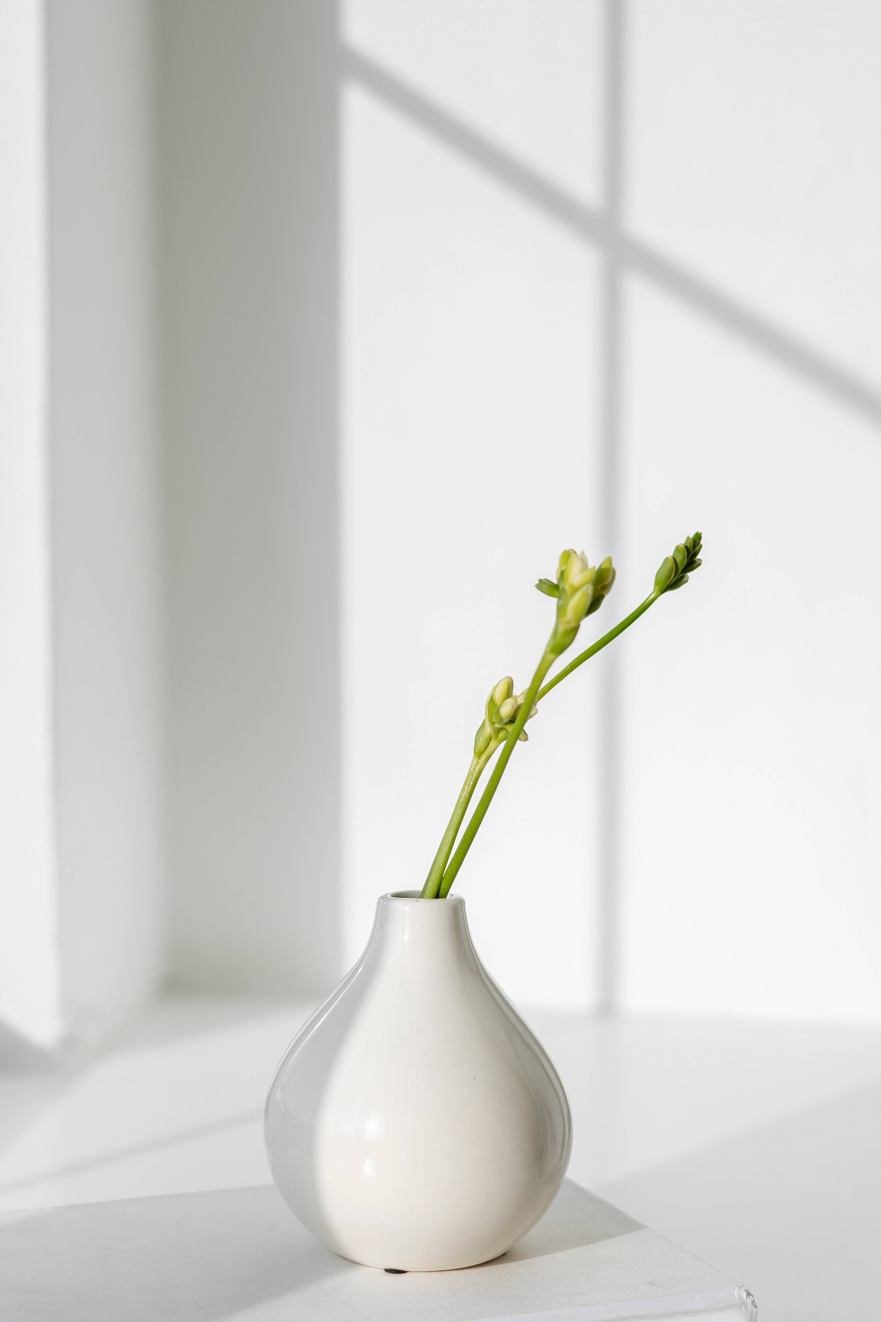 minimalist white vase, delicate green stems with buds, bright window, 4K Phone Wallpaper