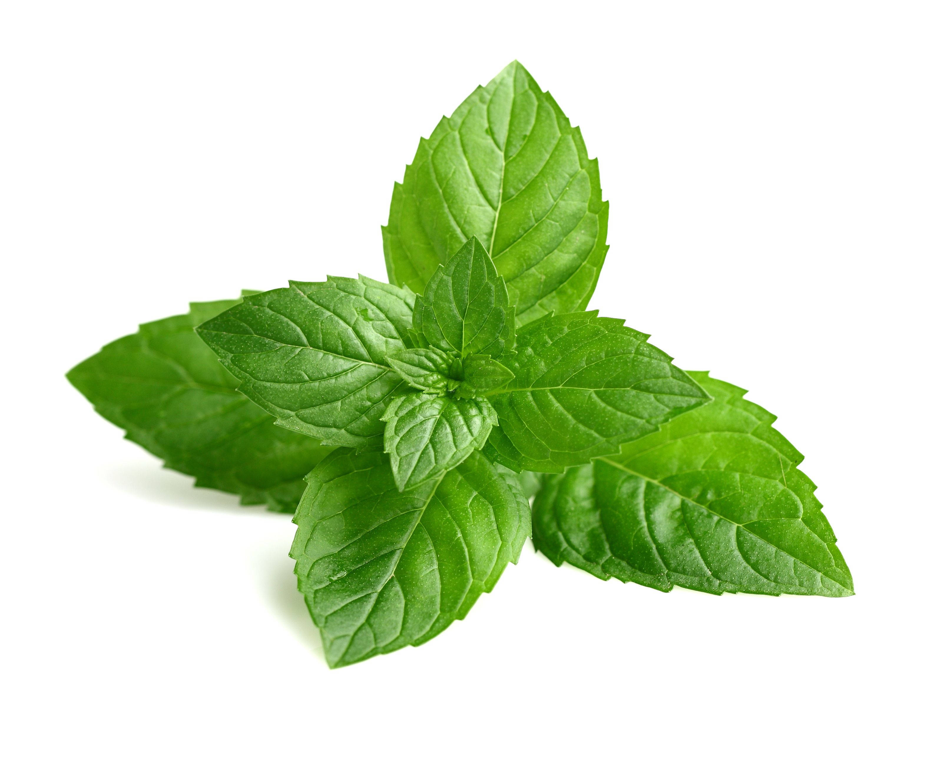 Four Sided Mint Leaves, vibrant green, serrated edges, 2K Desktop Wallpaper