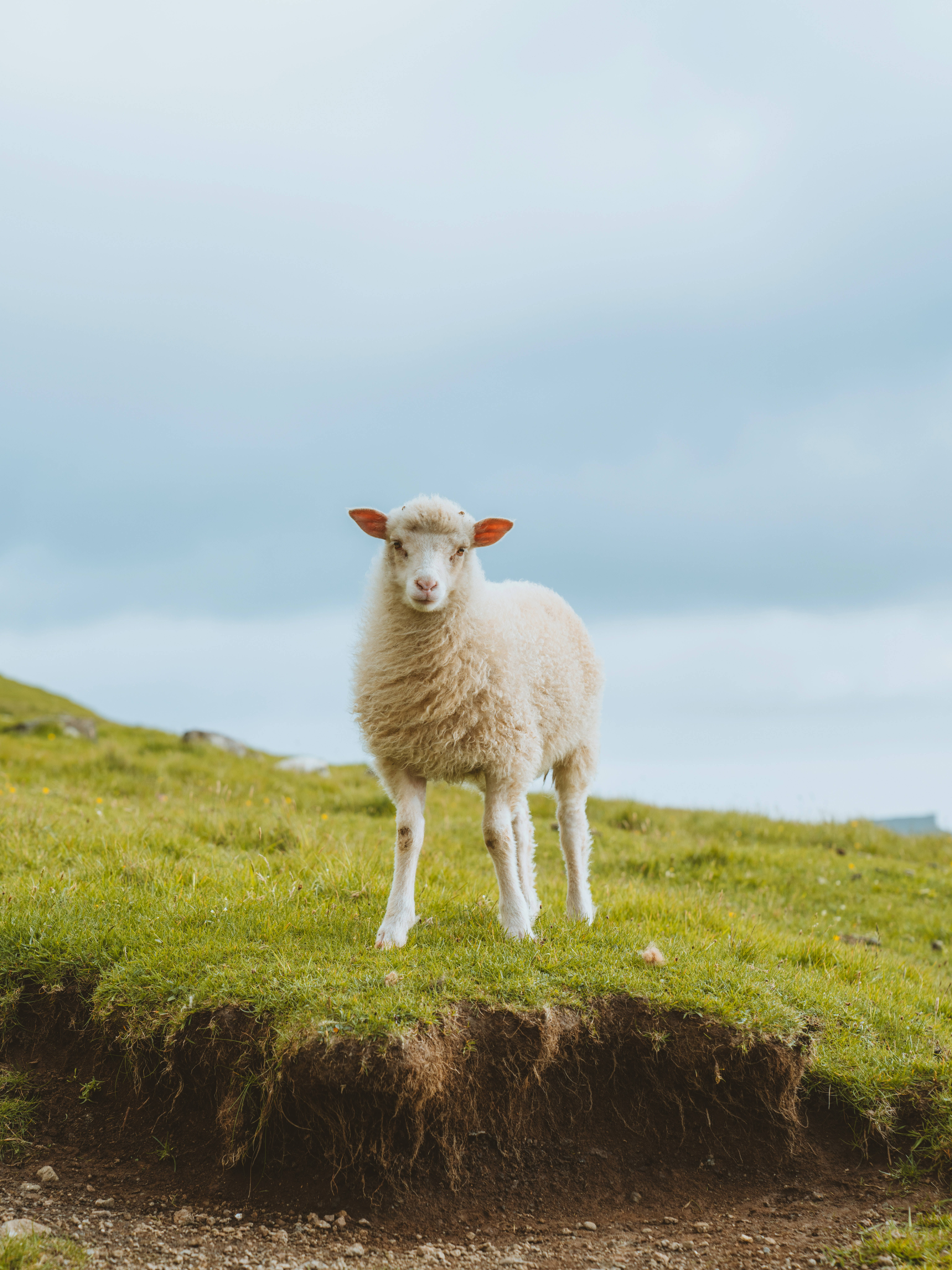 green minimalist landscape, clear skyline, fluffy white lamb, 8K Phone Wallpaper