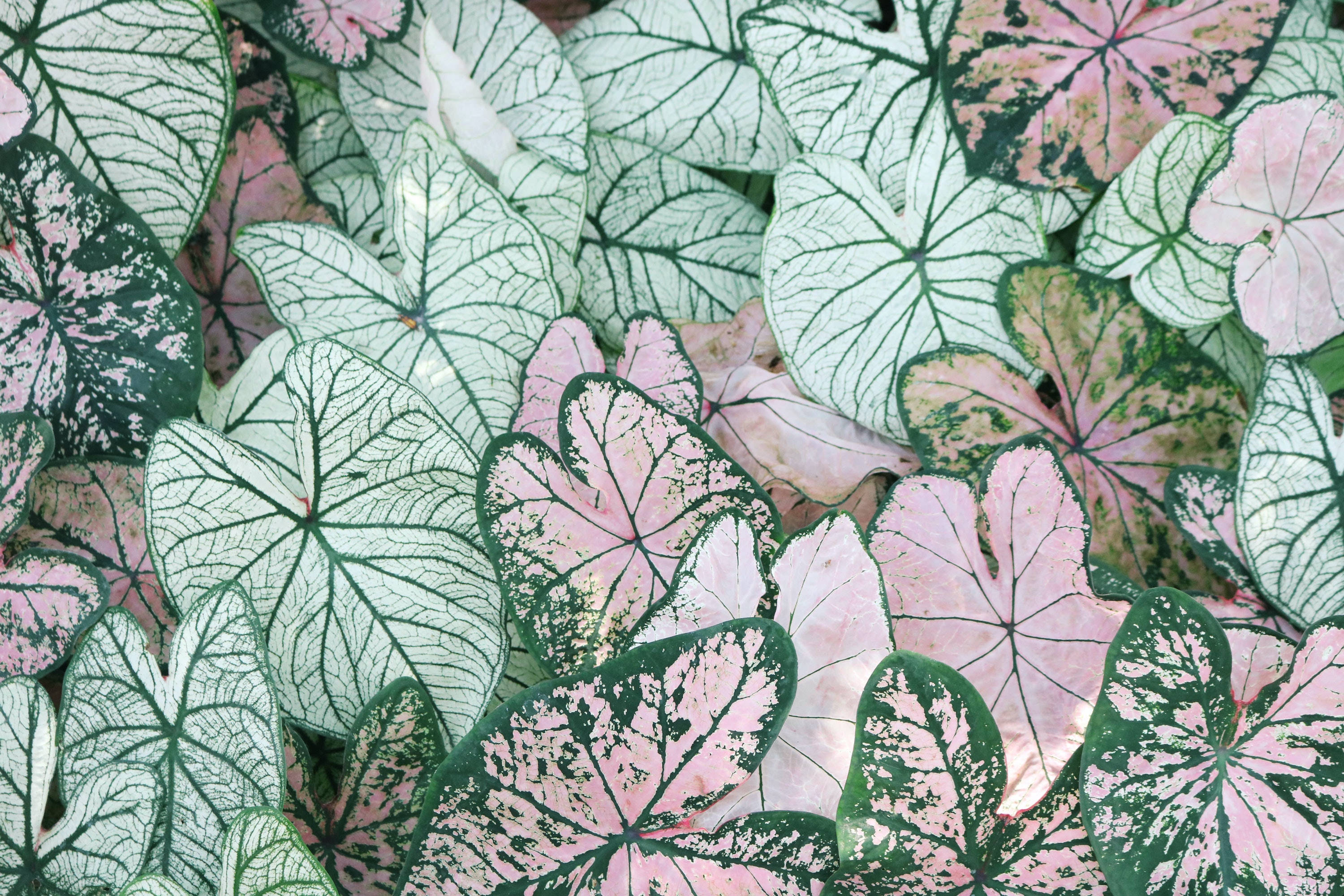 caladium leaves, intricate green veins, pale pink background, 2K Desktop Wallpaper