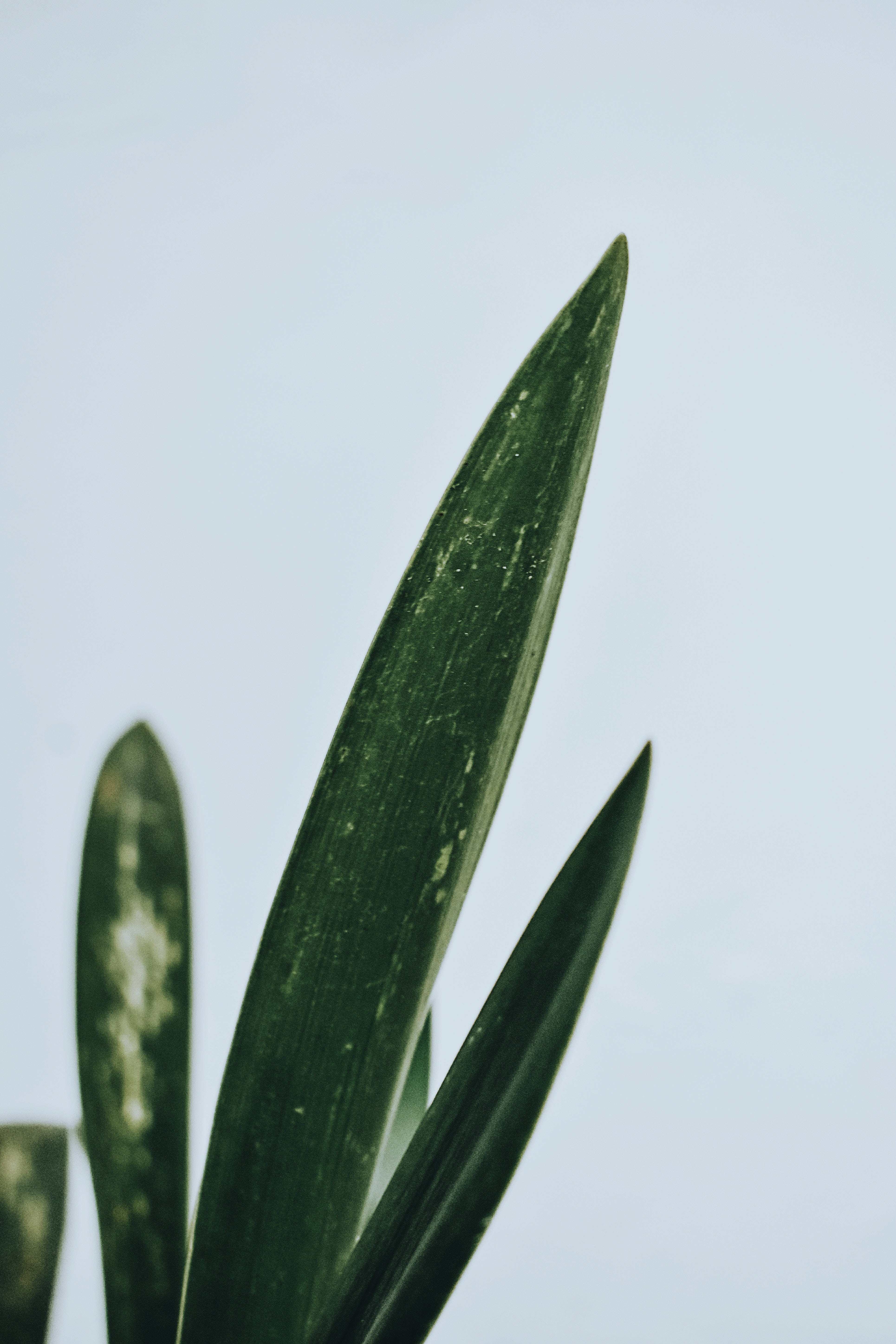 dark green, pointed plant leaves, soft pale blue background, 5K Phone Wallpaper