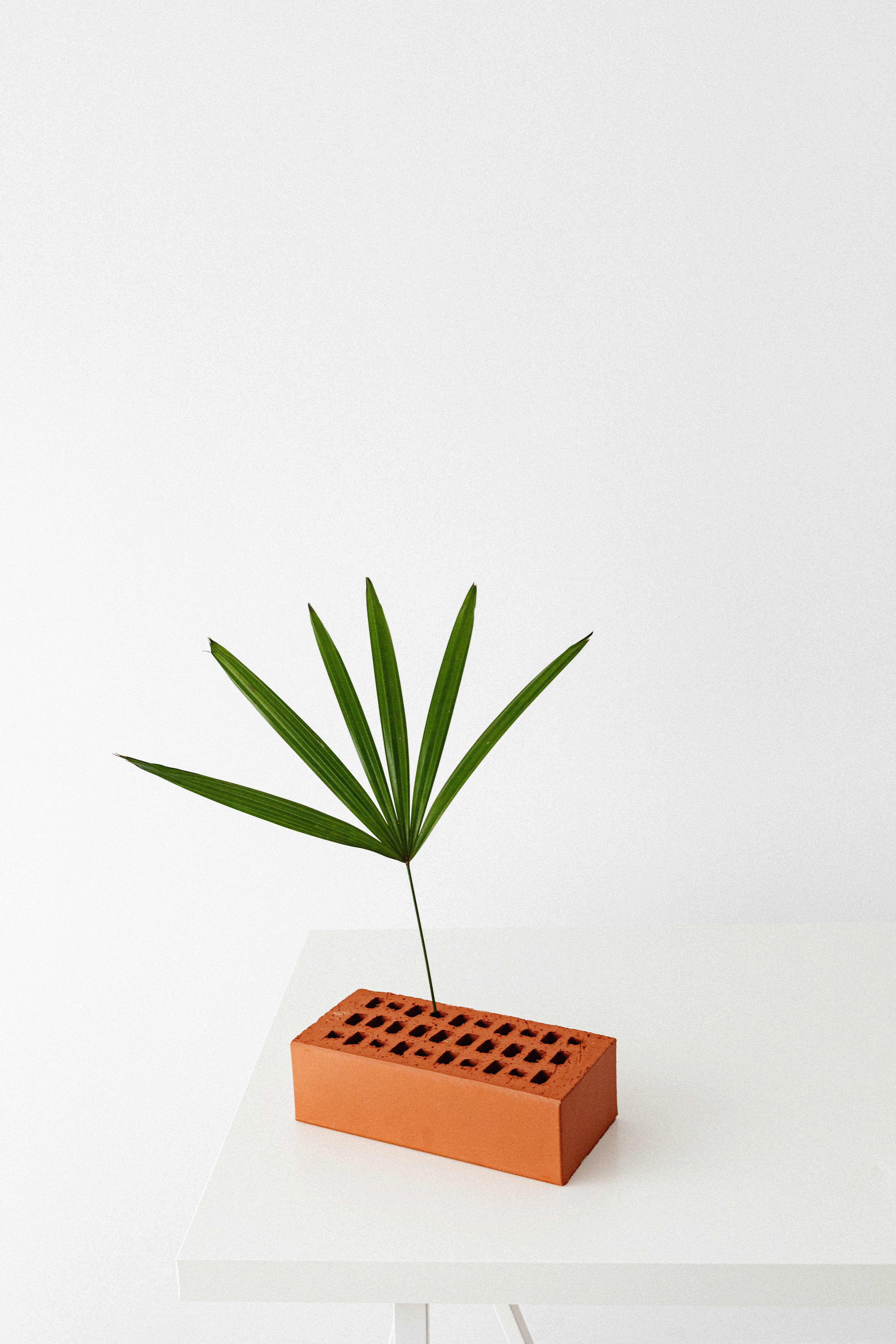 terracotta brick, green palm leaf, white table, 5K Phone Wallpaper