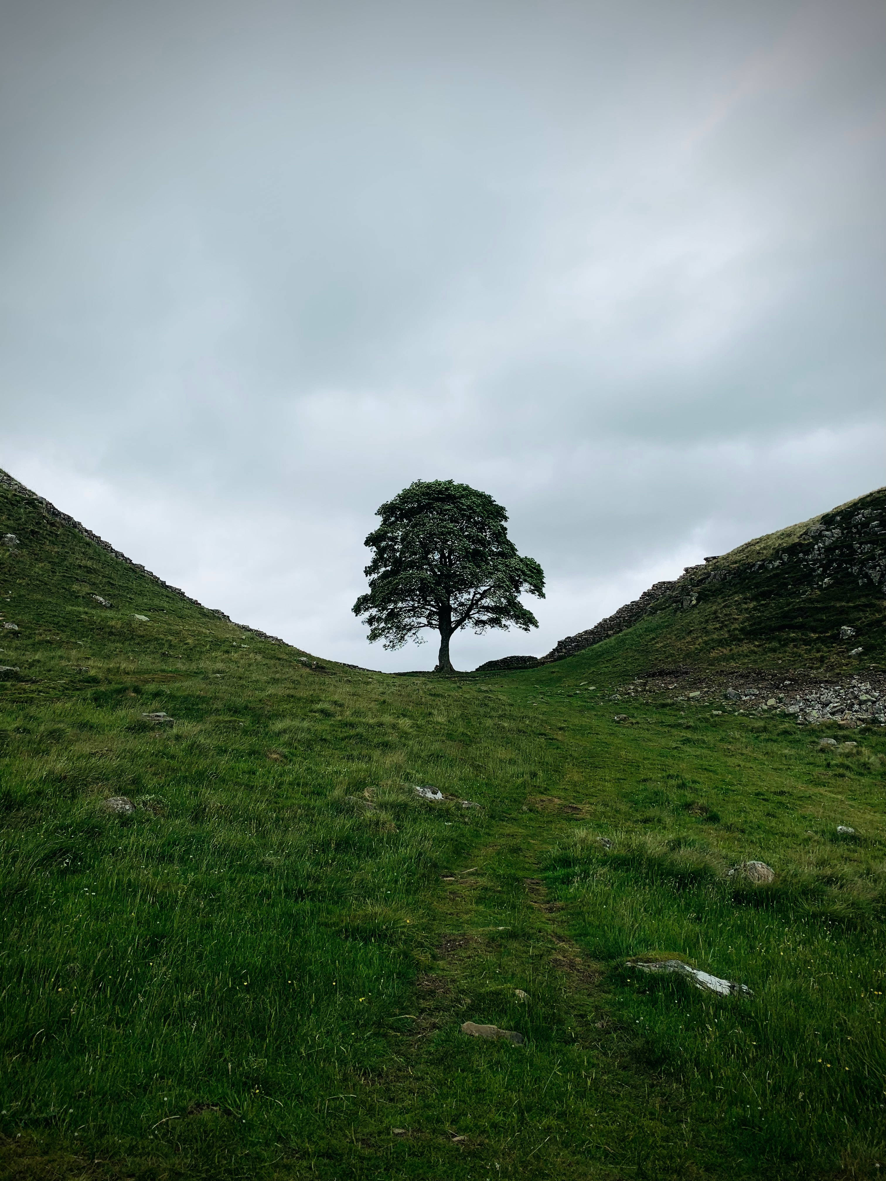 Green Minimalist Landscape, lone tree, grassy hill, 4K Phone Wallpaper