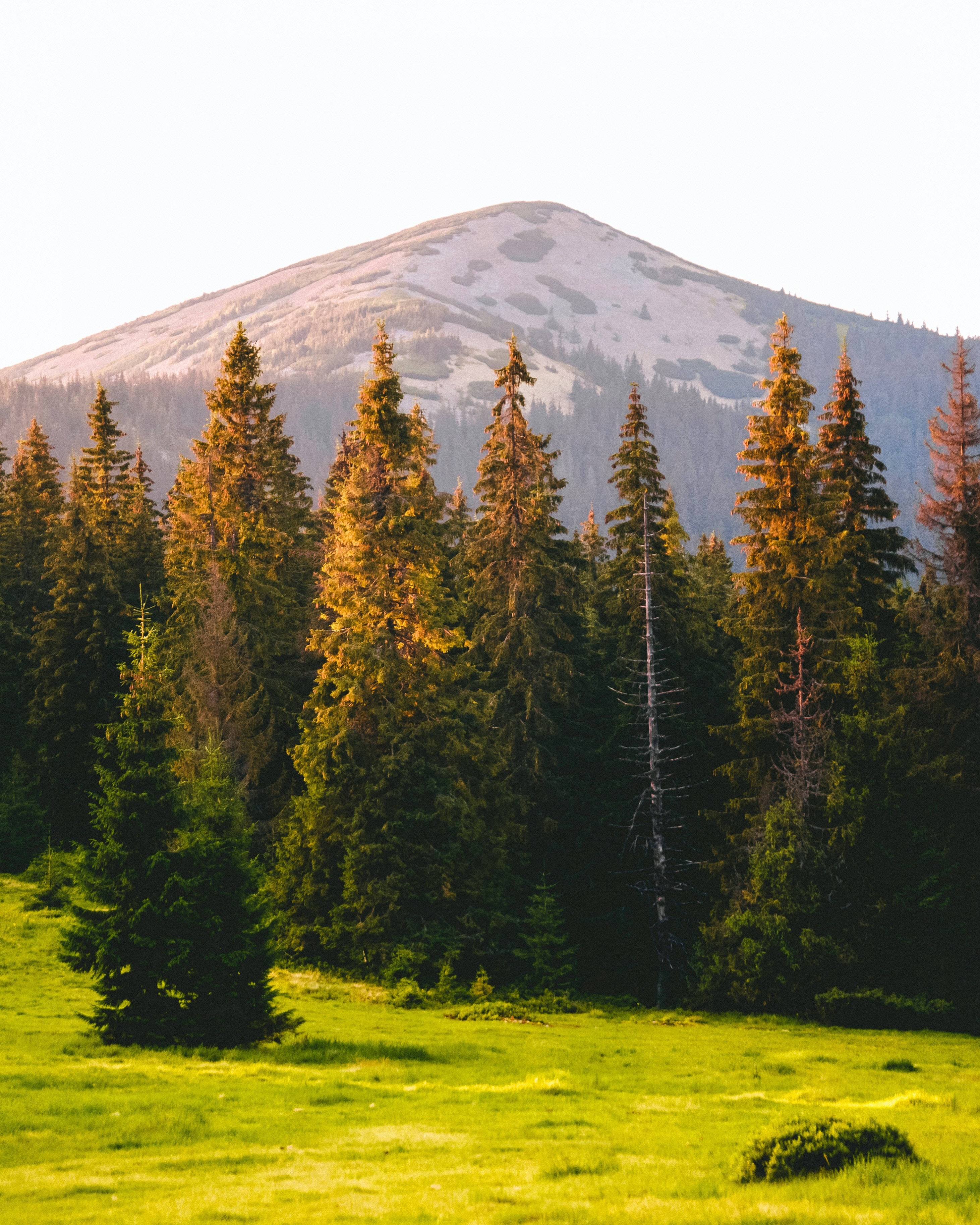 pine trees, vibrant green meadow, snow-dusted mountain, 2K Phone Wallpaper