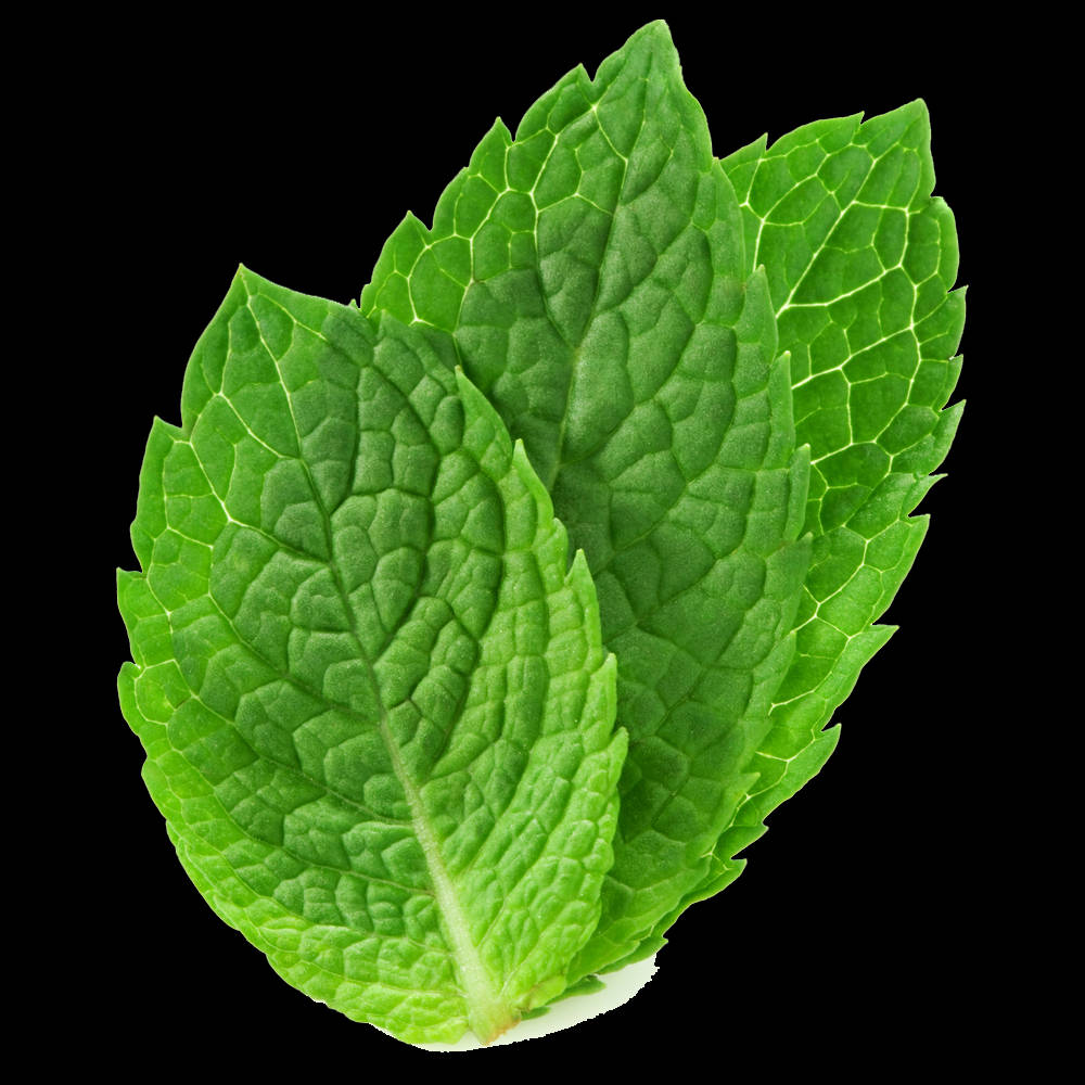 Three Mint Leaves, vibrant green, detailed veining, SD Desktop Wallpaper