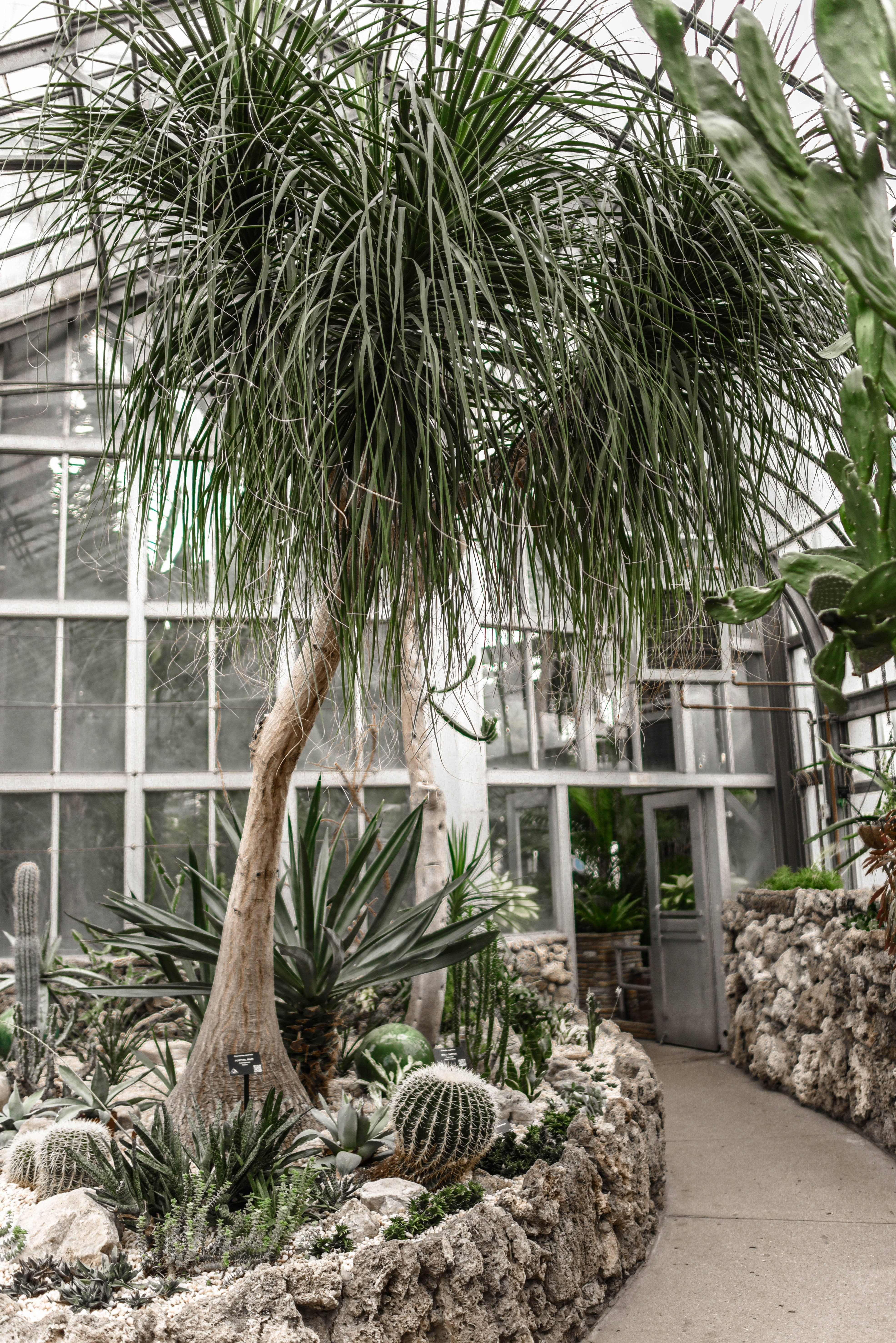 dracaena palm, cacti, glass greenhouse, 5K Phone Wallpaper