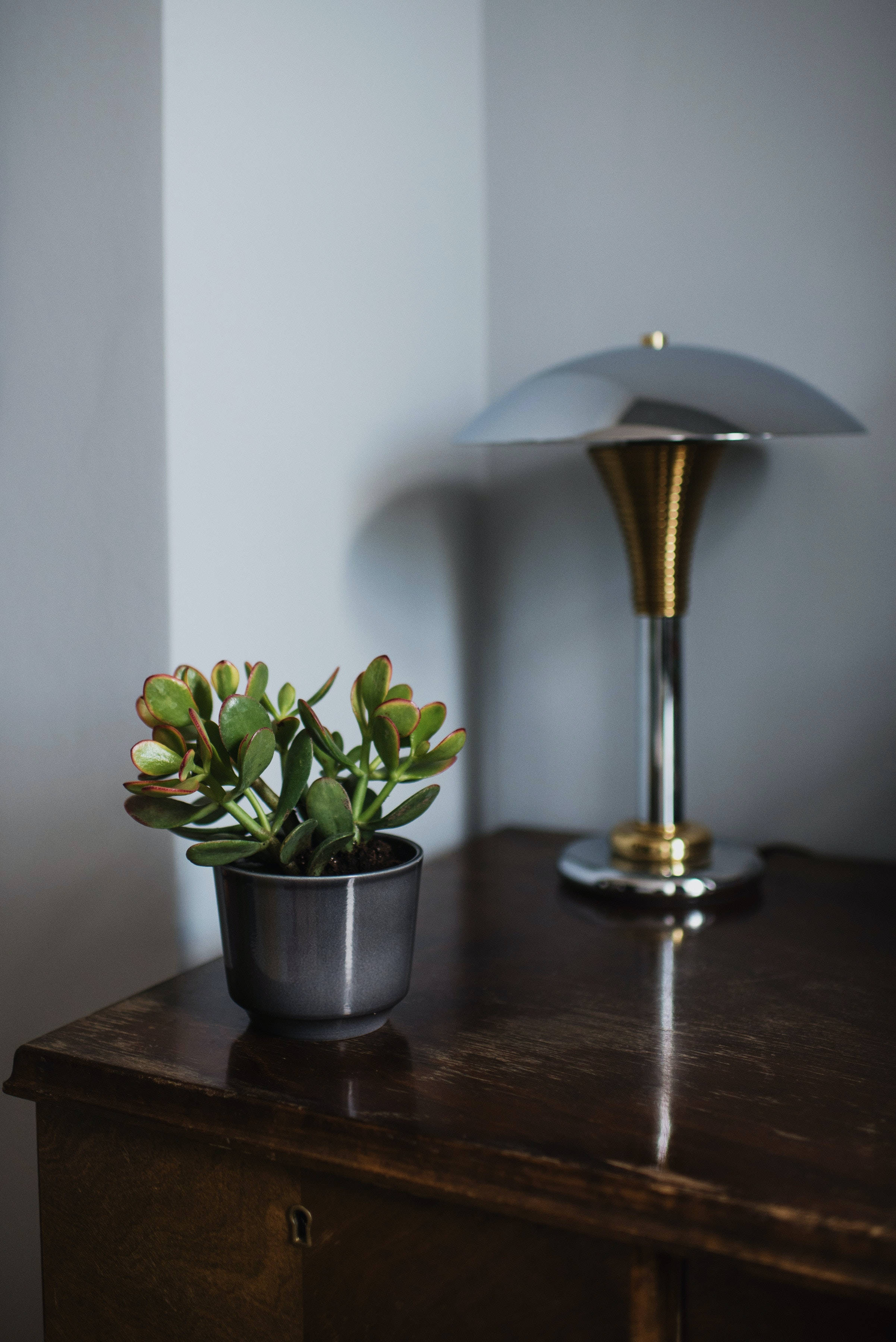 jade plant, sleek metallic lamp, dark wooden dresser, 2K Phone Wallpaper