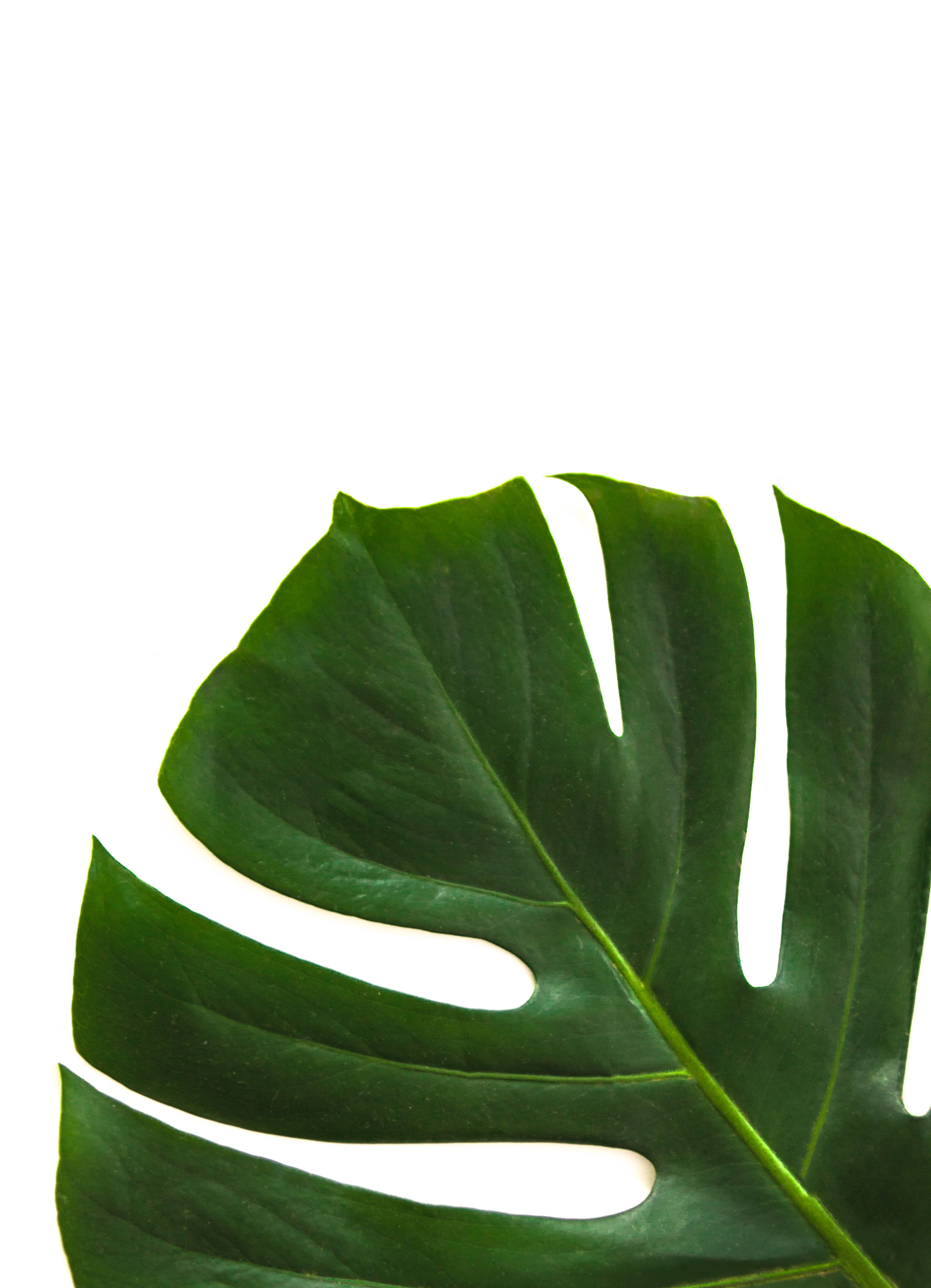 monstera leaf, vibrant green, glossy texture, 4K Phone Wallpaper