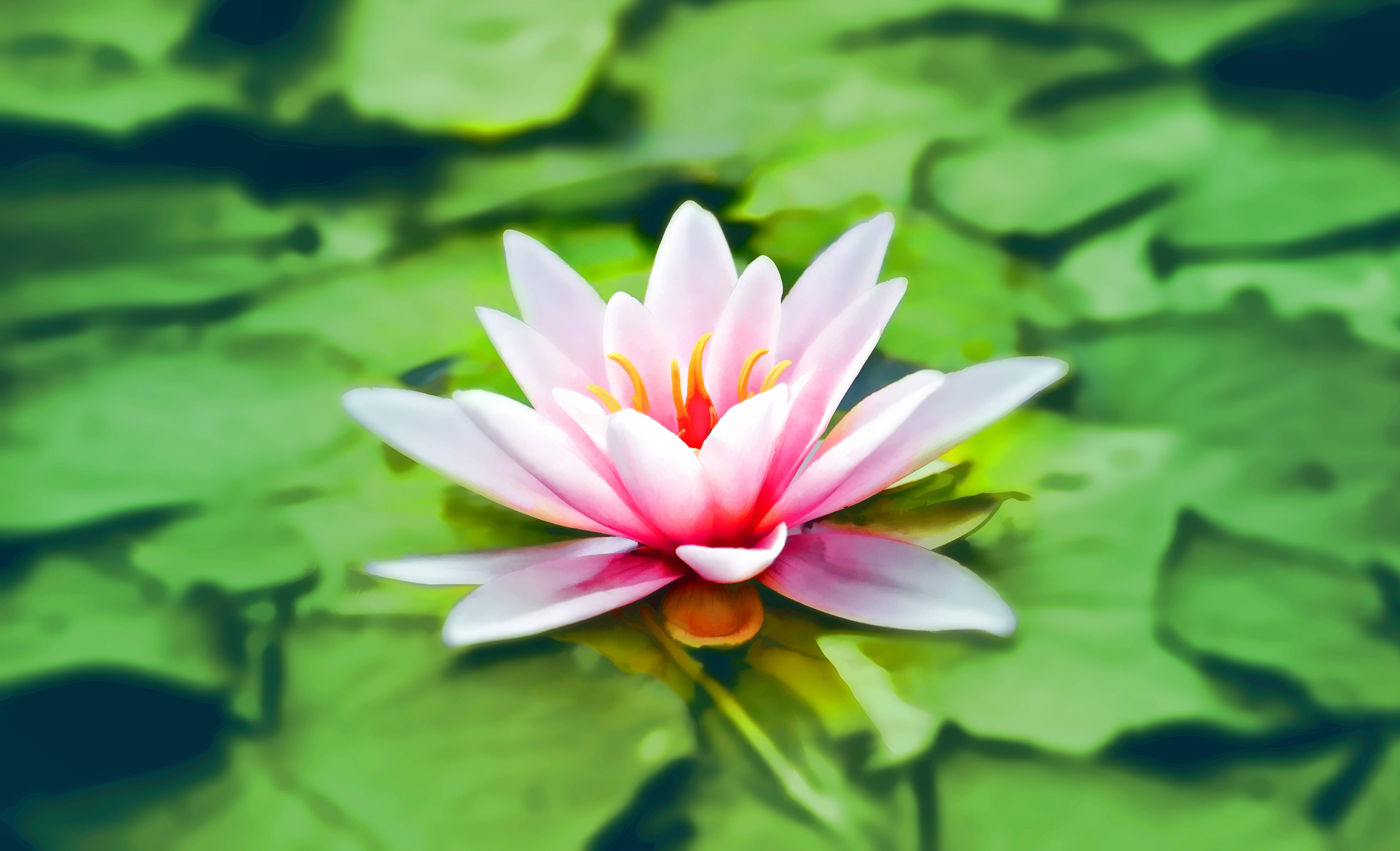 lily blossom, pink water lily, green lily pads, 4K Desktop Wallpaper