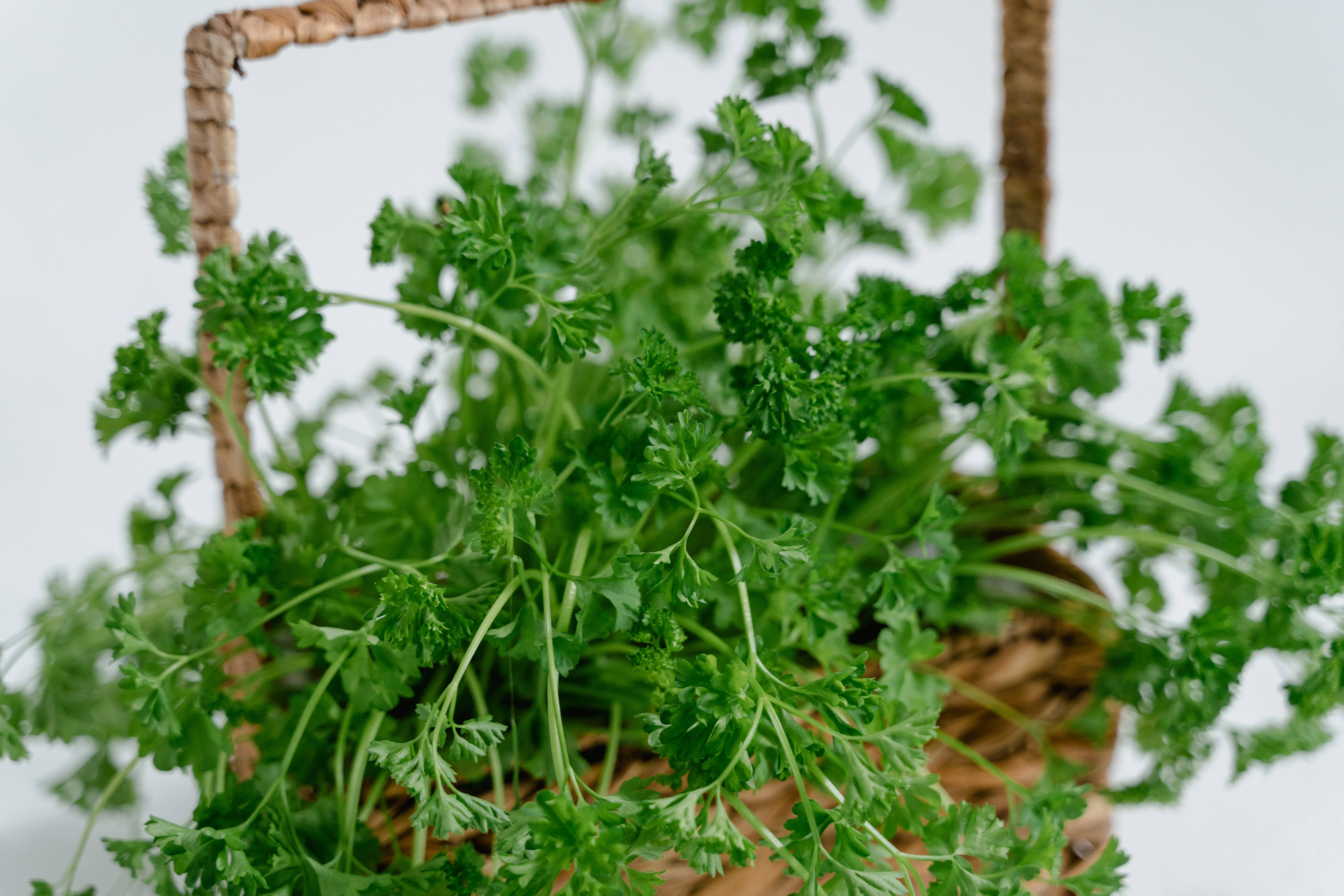curly parsley, woven basket, clean white background, 5K Desktop Wallpaper