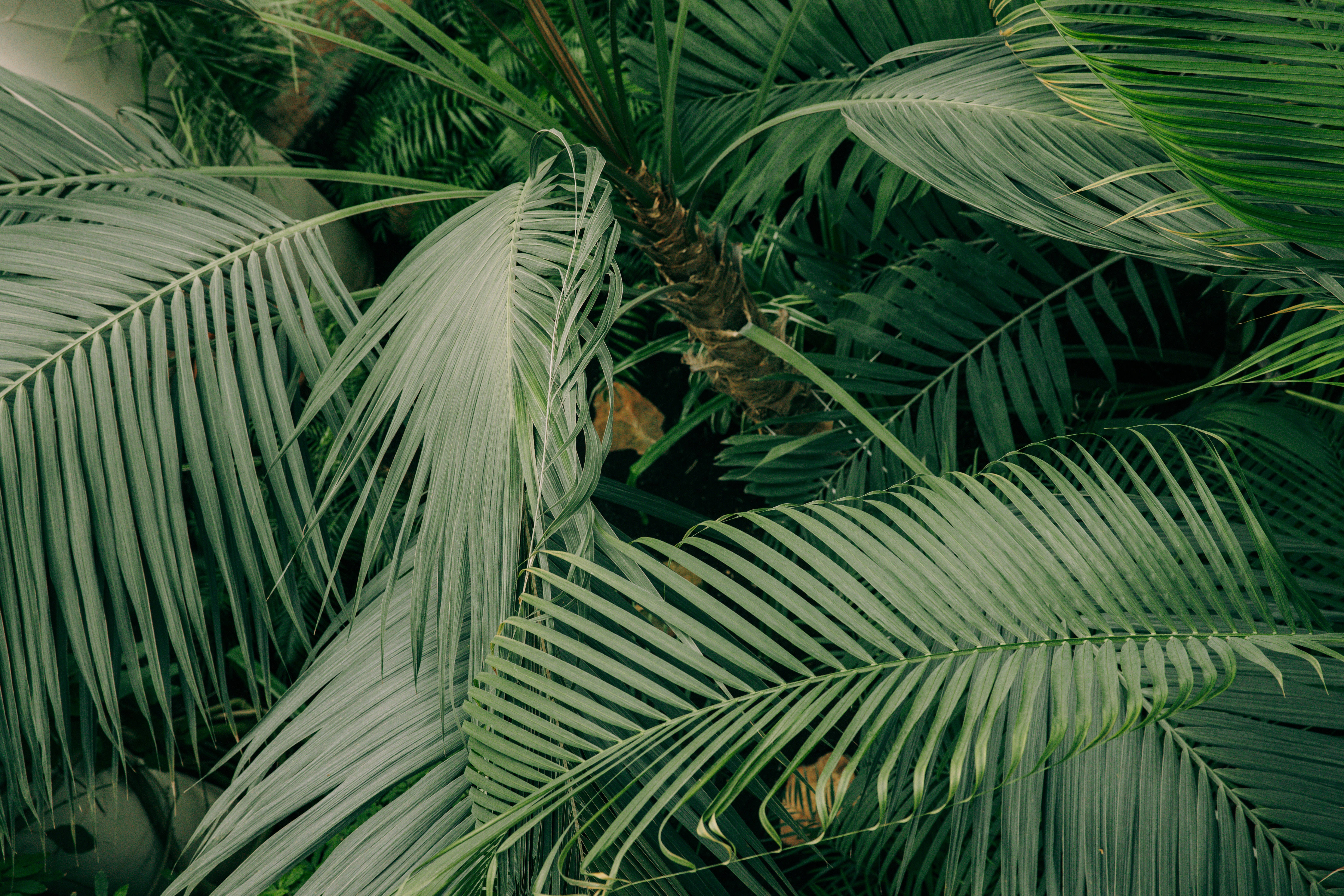 green minimalist photography, green palm trees, lush tropical palm fronds, 5K Desktop Wallpaper