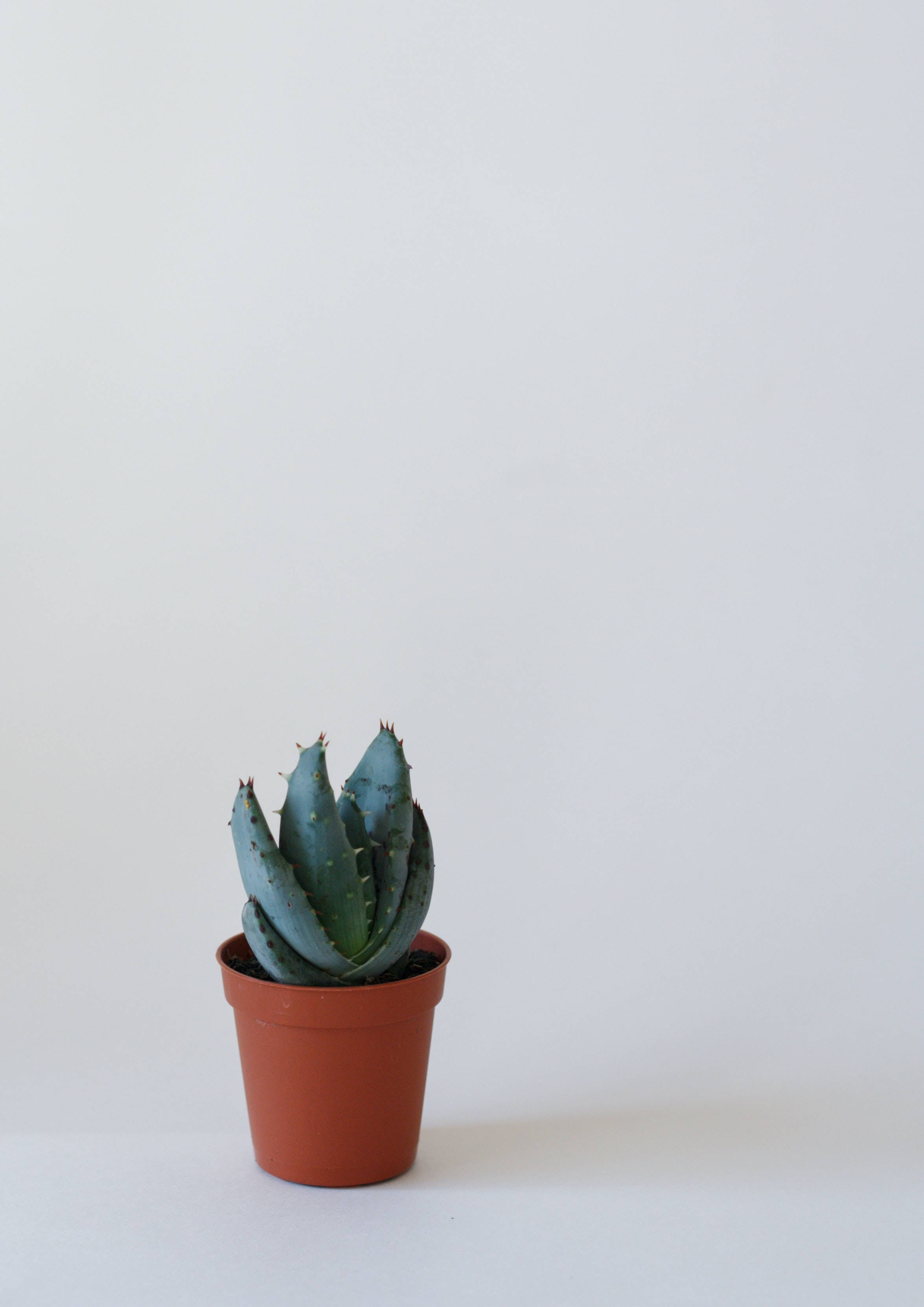 blue-green succulent, spiky leaves, terracotta pot, 2K Phone Wallpaper