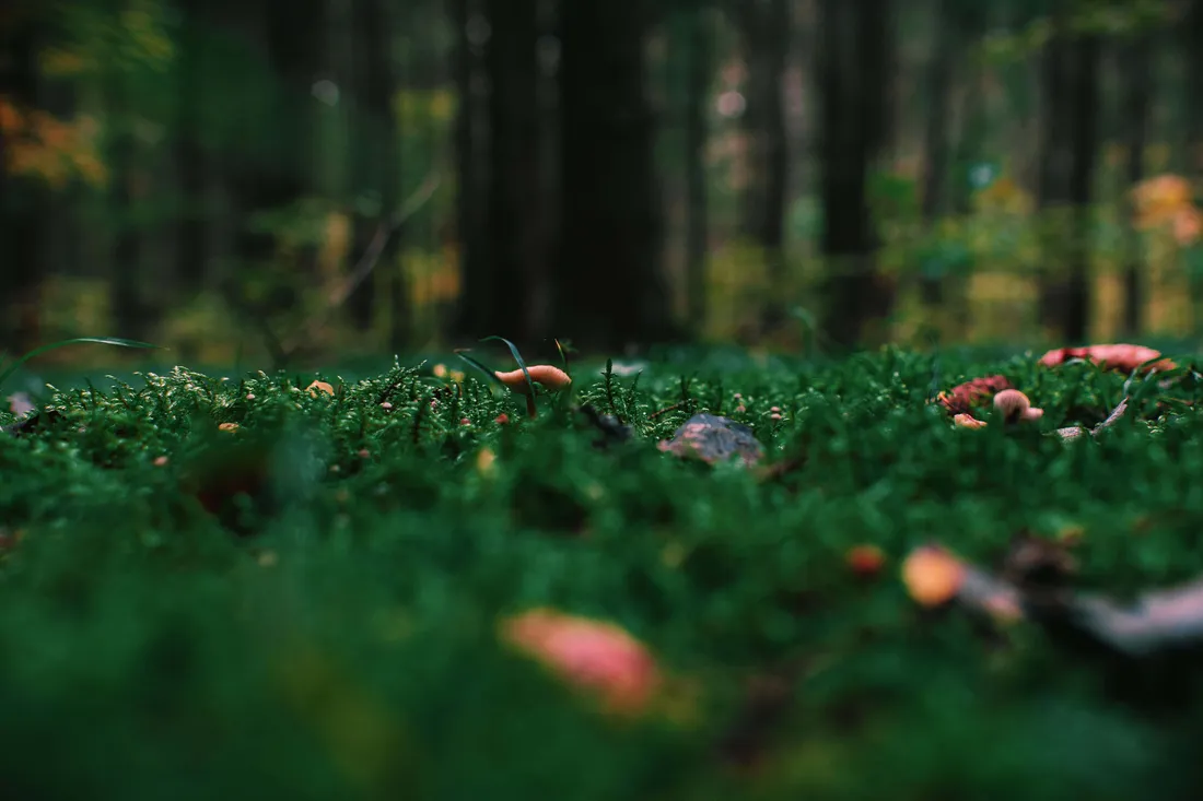 Green Moss