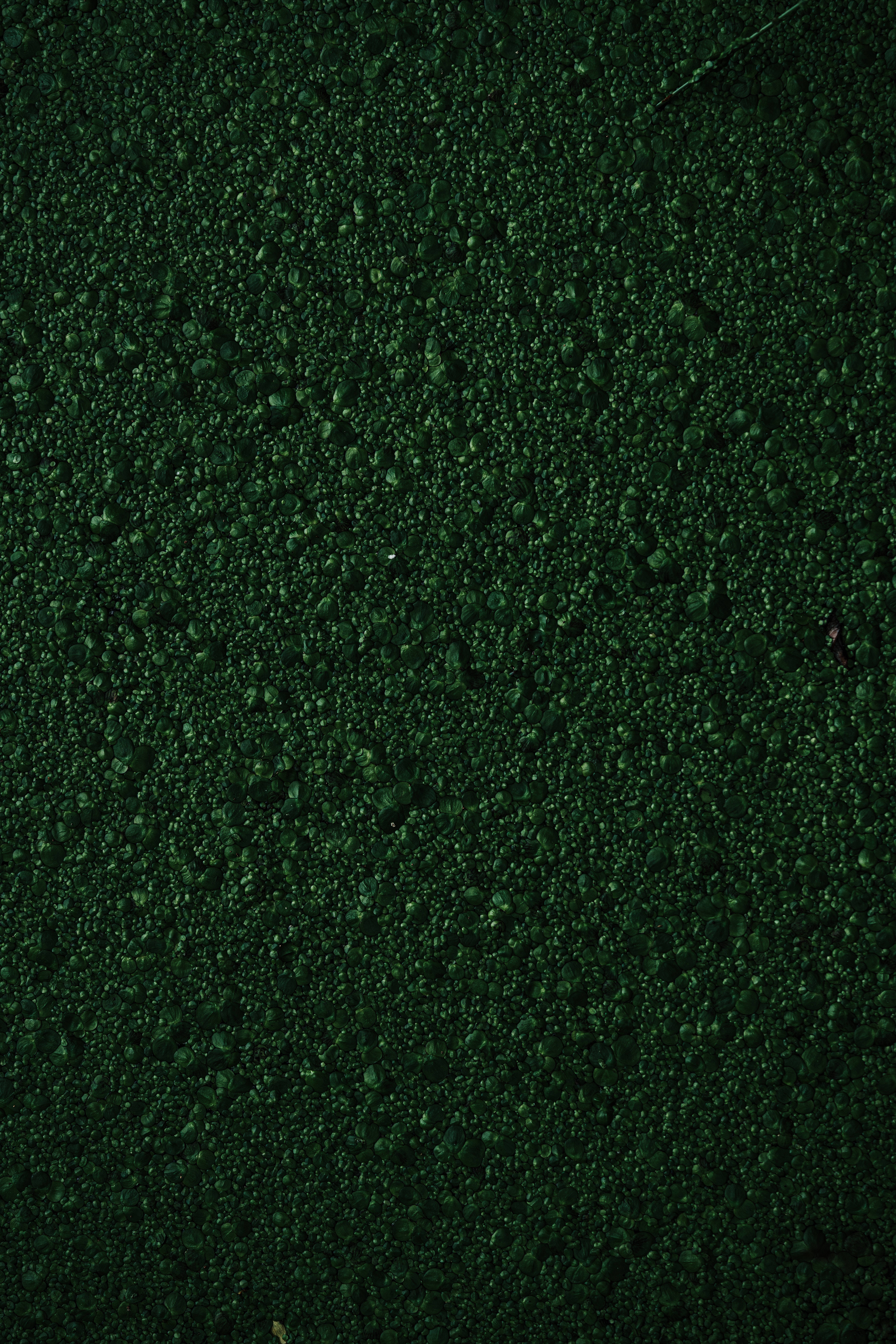 texture green bumpy moss, dense dark green moss, textured surface, 8K Phone Wallpaper