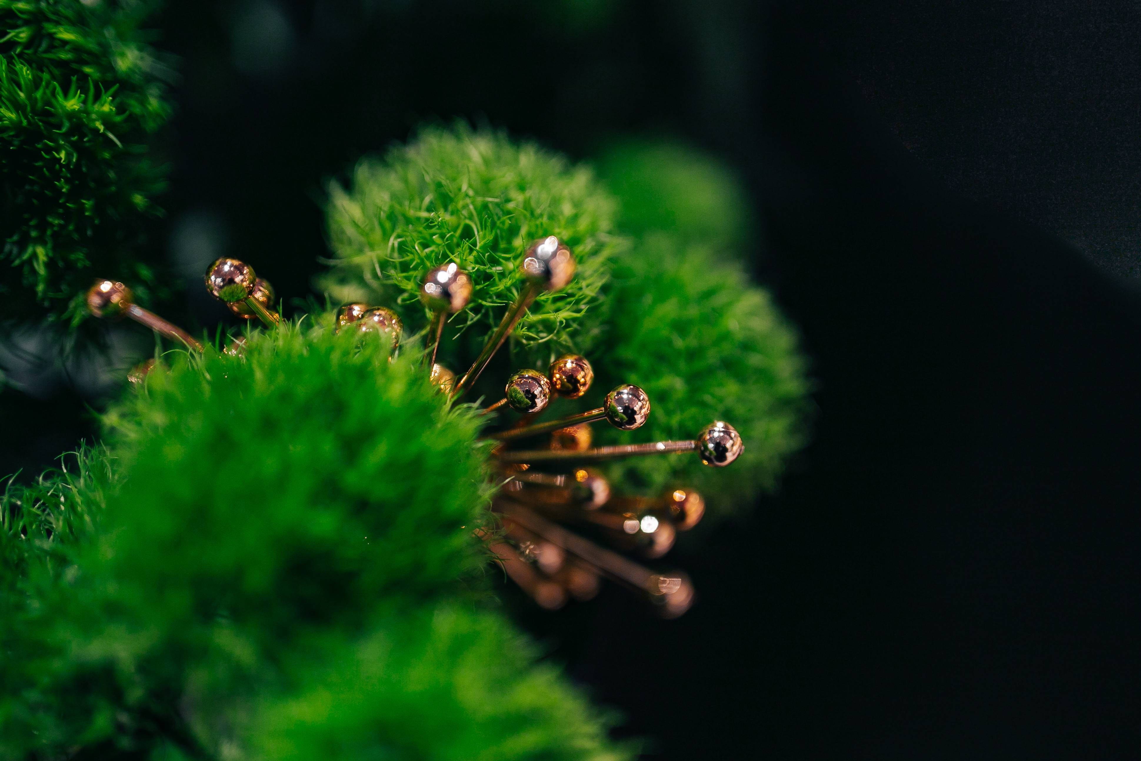 Apple Moss Green Leaves, moss clusters, golden pins, 4K Desktop Wallpaper