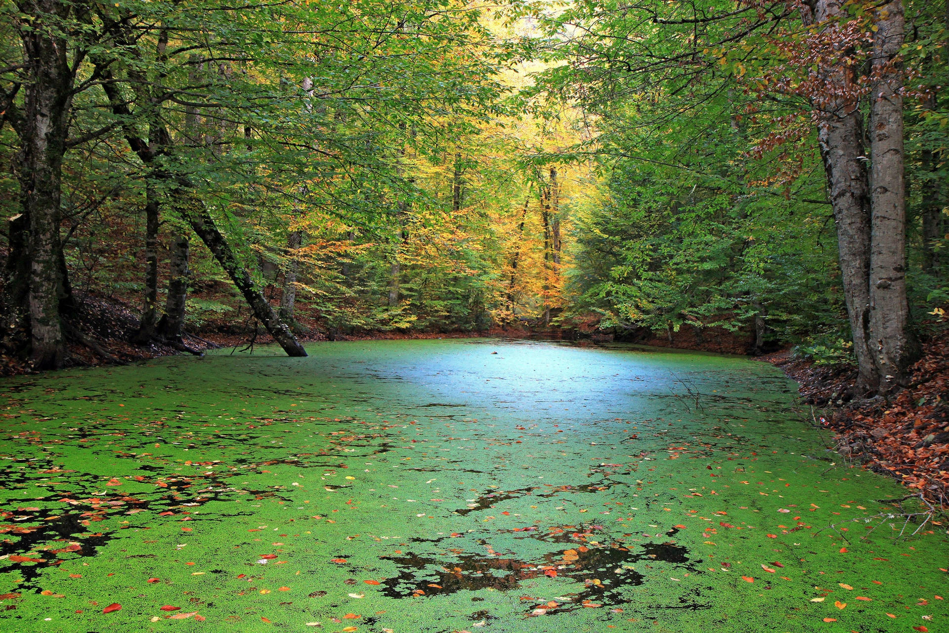 Forest Pond, Vibrant Green Algae, Autumn Leaves, Full HD Desktop Wallpaper