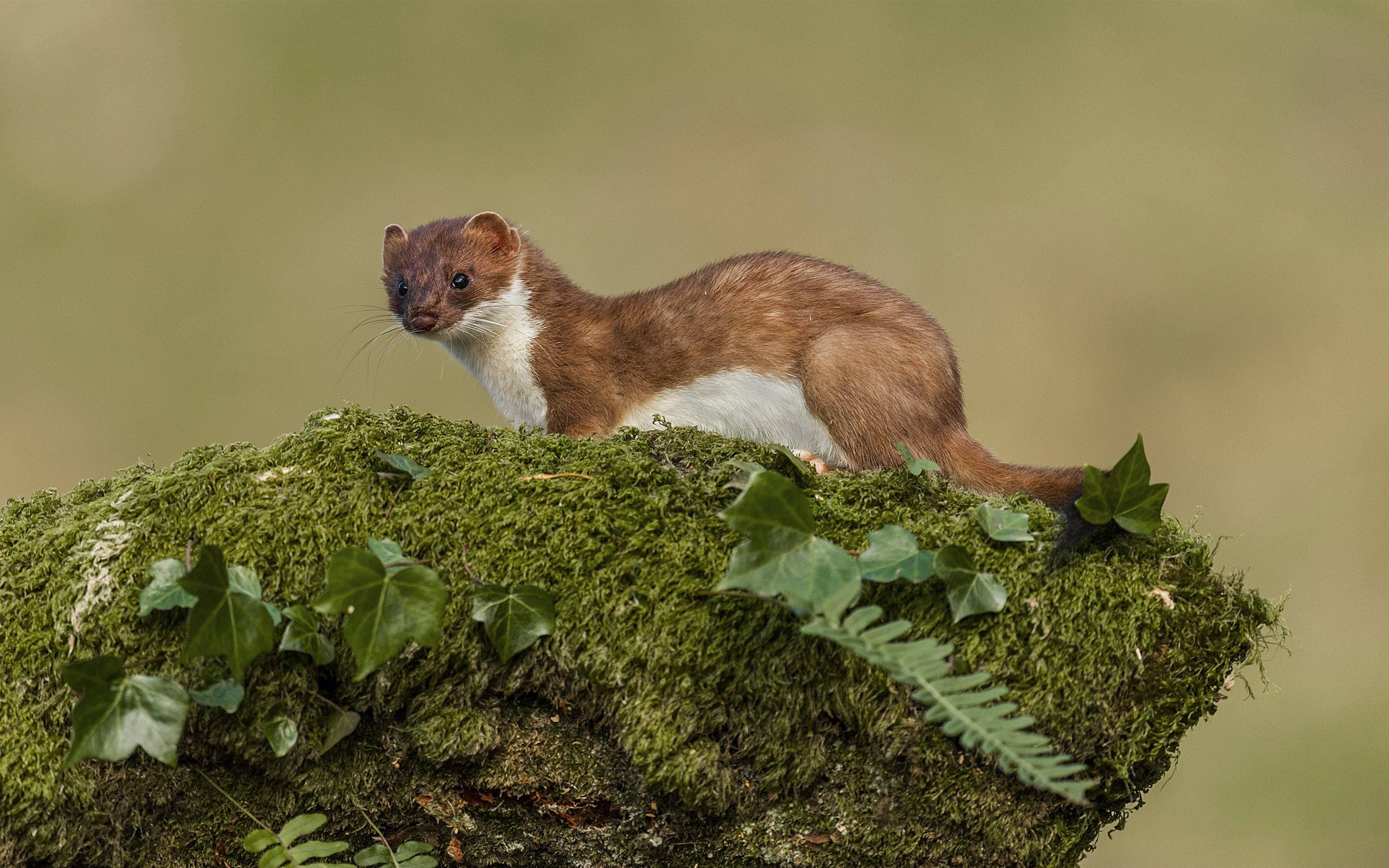 mink, green moss, rock, 2K Desktop Wallpaper