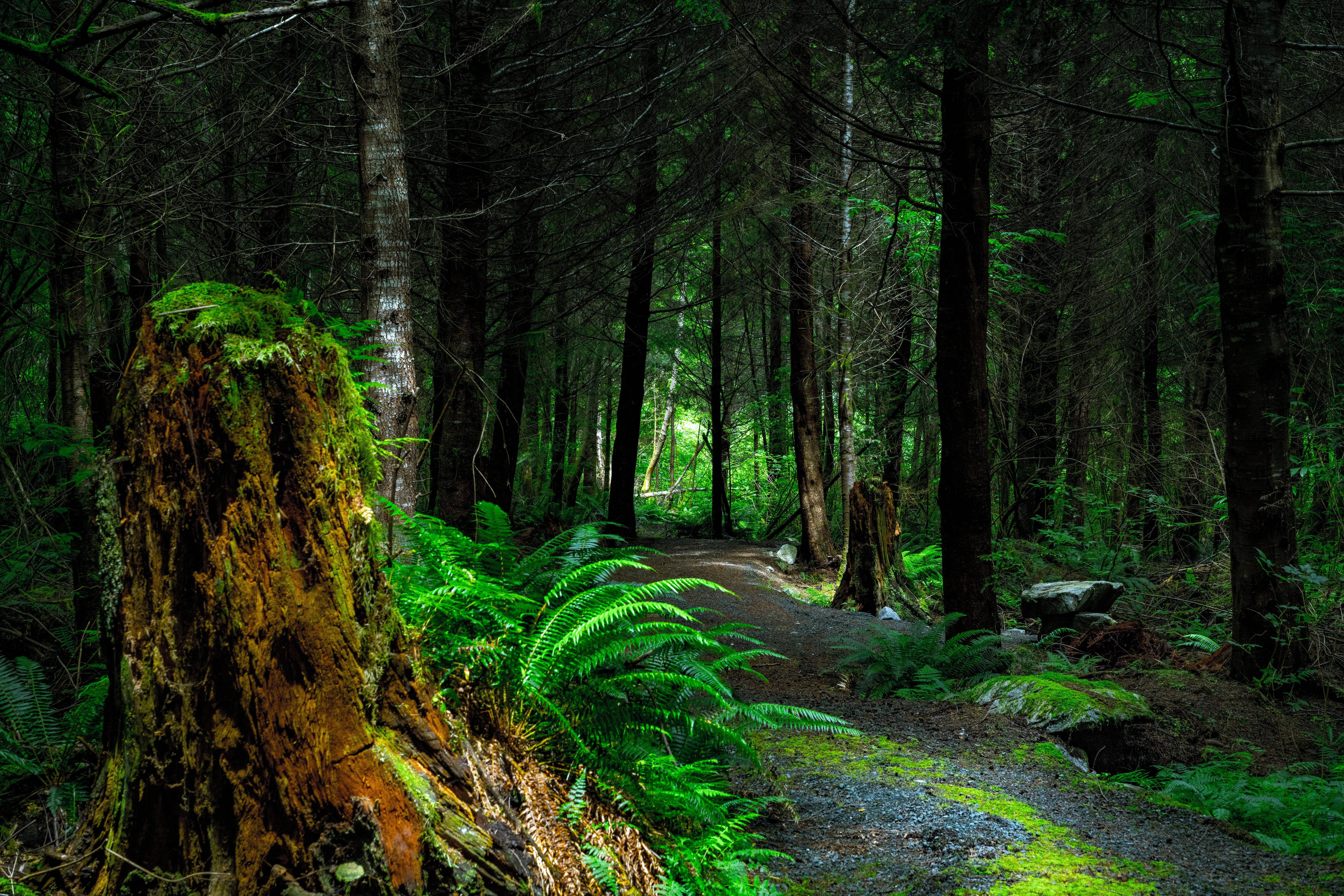 mossy path, rainforest, vibrant green ferns, 5K Desktop Wallpaper