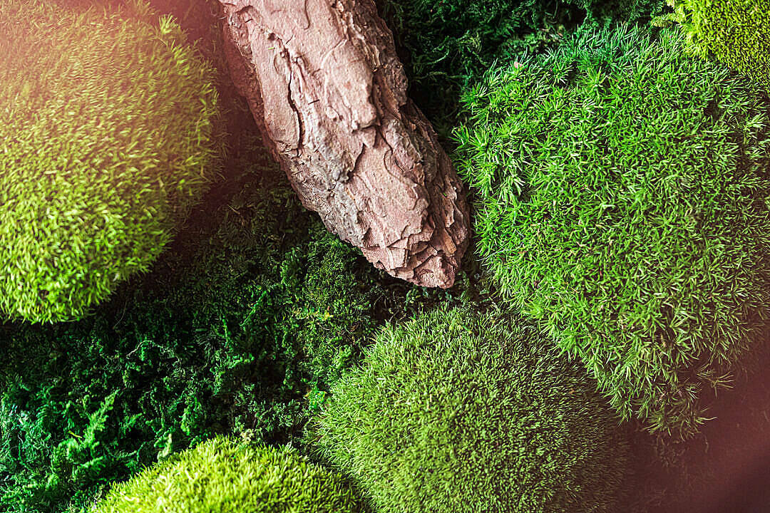 natural green moss, iMac 4K, vibrant green moss, SD Desktop Wallpaper